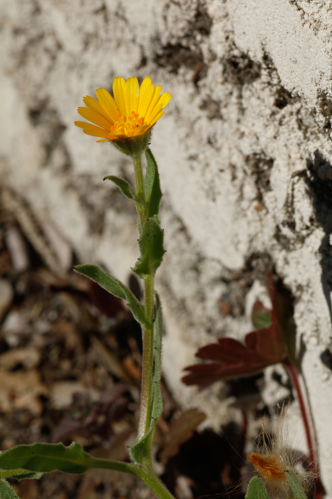 Calendula arvensis L. - Photo Bivouac Naturaliste