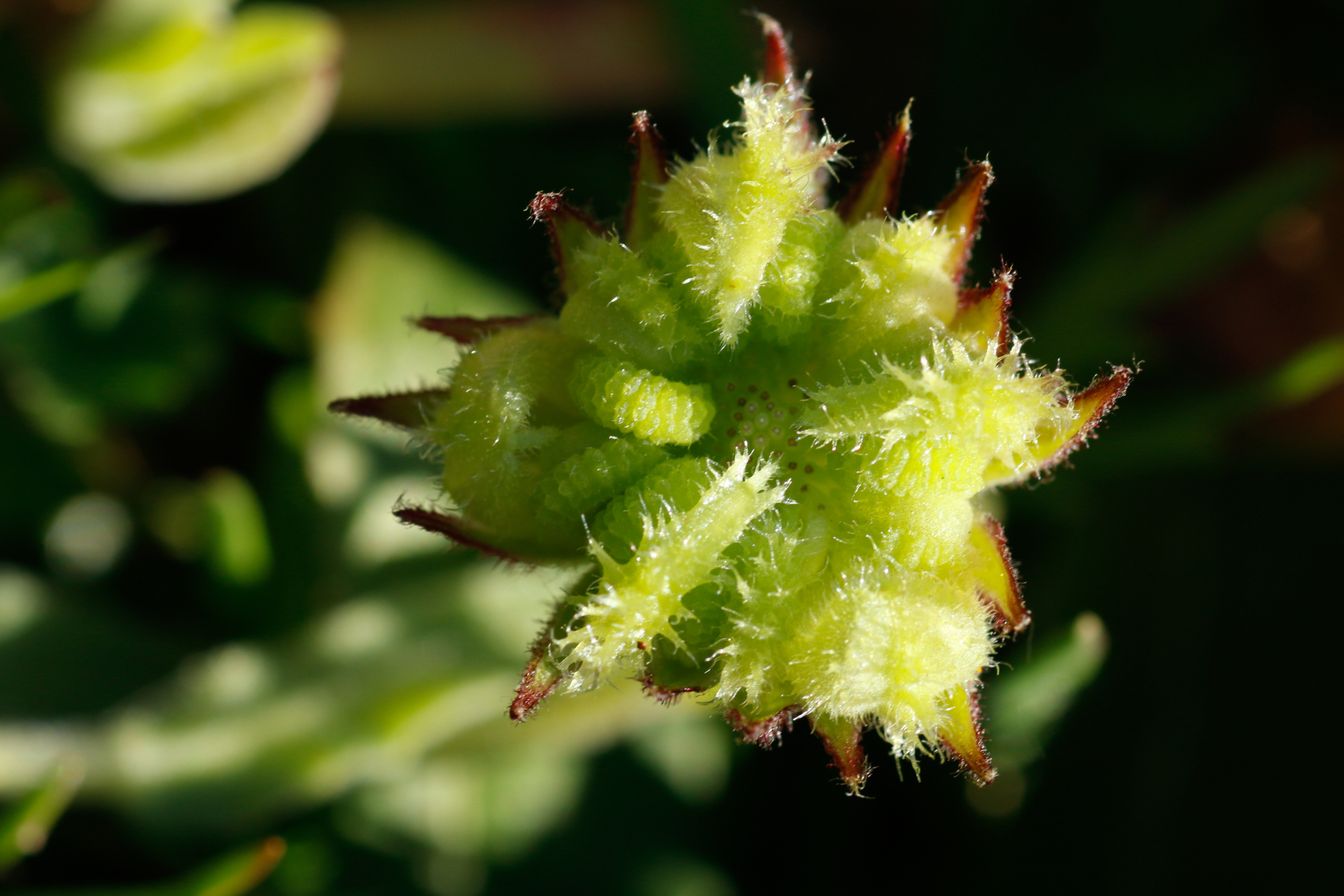 Calendula arvensis L. - Photo Bivouac Naturaliste