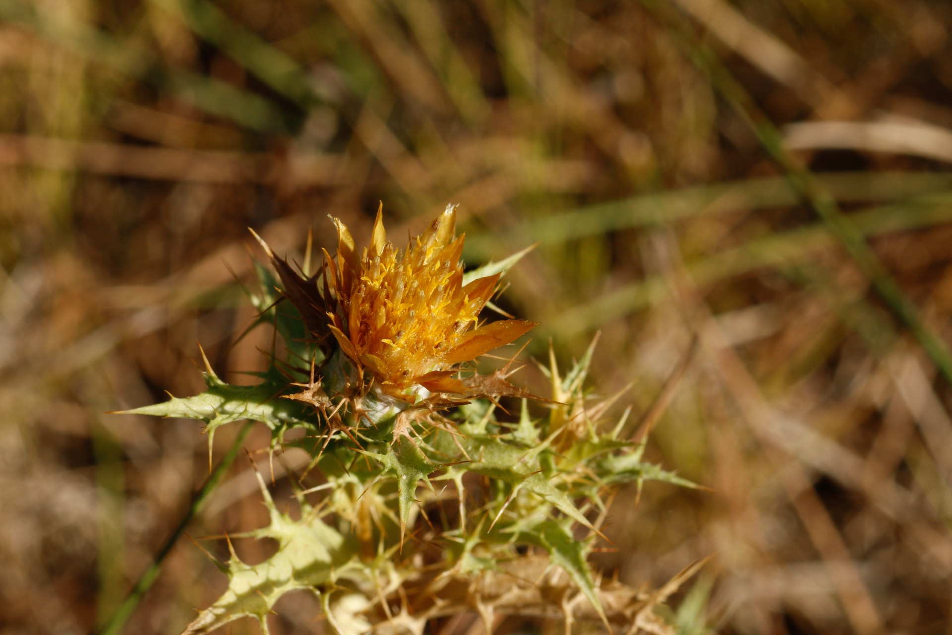 Carlina hispanica subsp. hispanica - Photo Bivouac Naturaliste