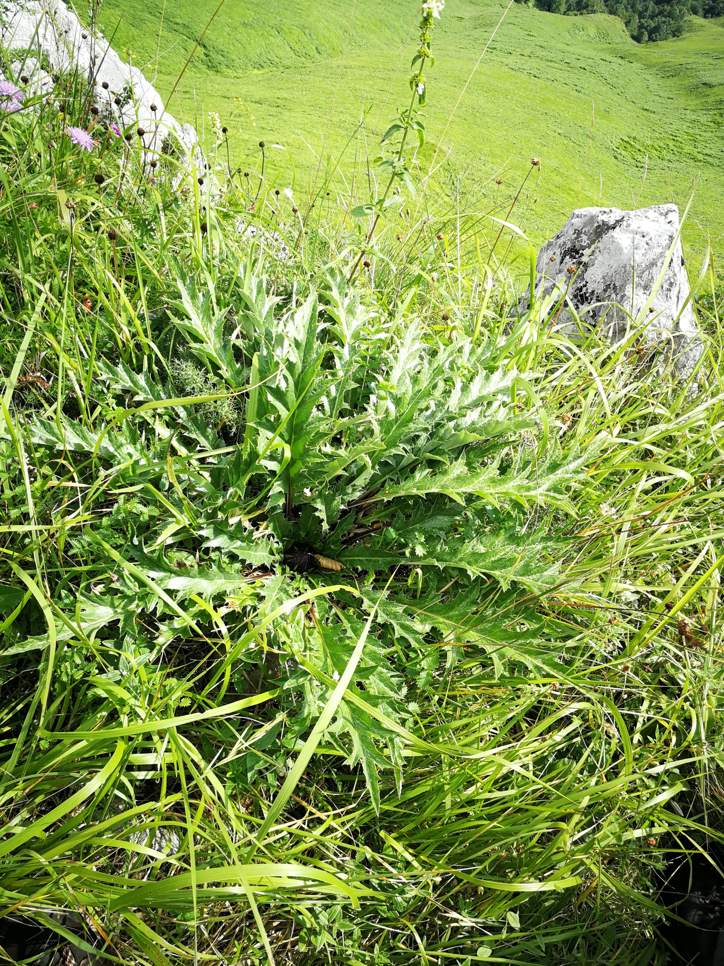 Carlina acanthifolia subsp. acanthifolia - Photo Bivouac Naturaliste