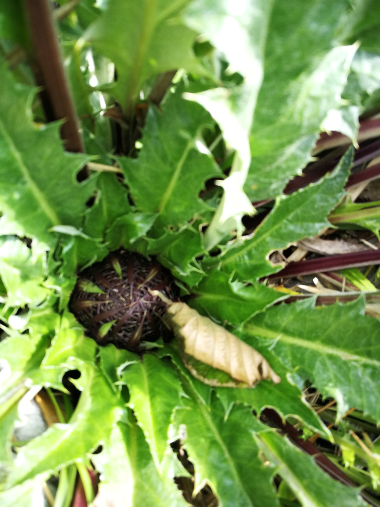 Carlina acanthifolia subsp. acanthifolia - Photo Bivouac Naturaliste