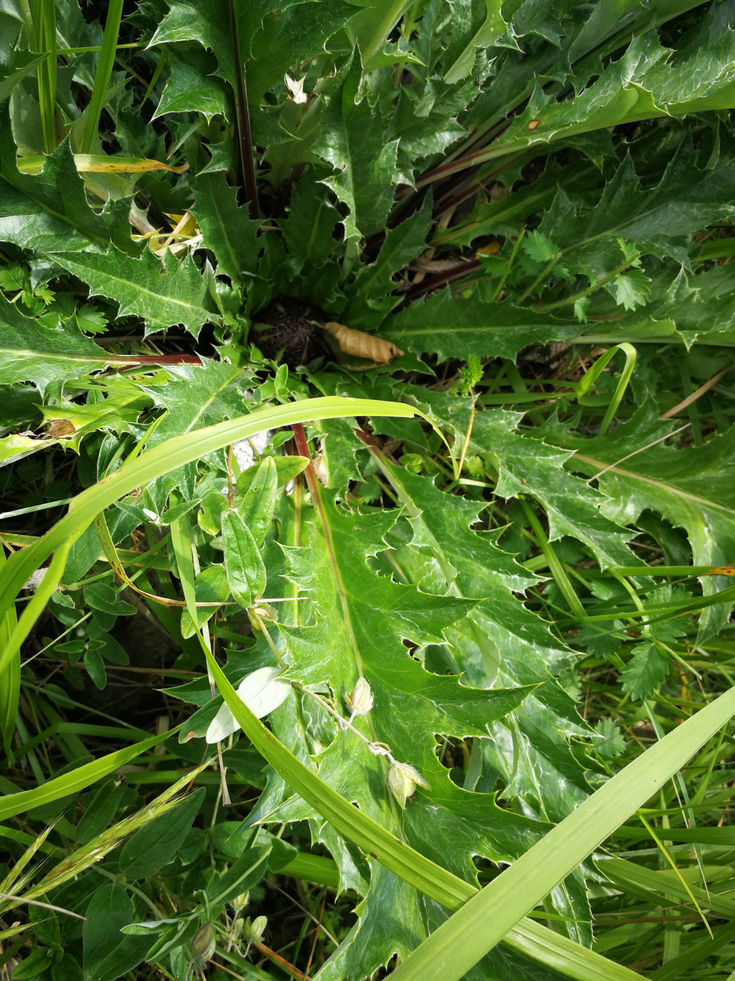 Carlina acanthifolia subsp. acanthifolia - Photo Bivouac Naturaliste