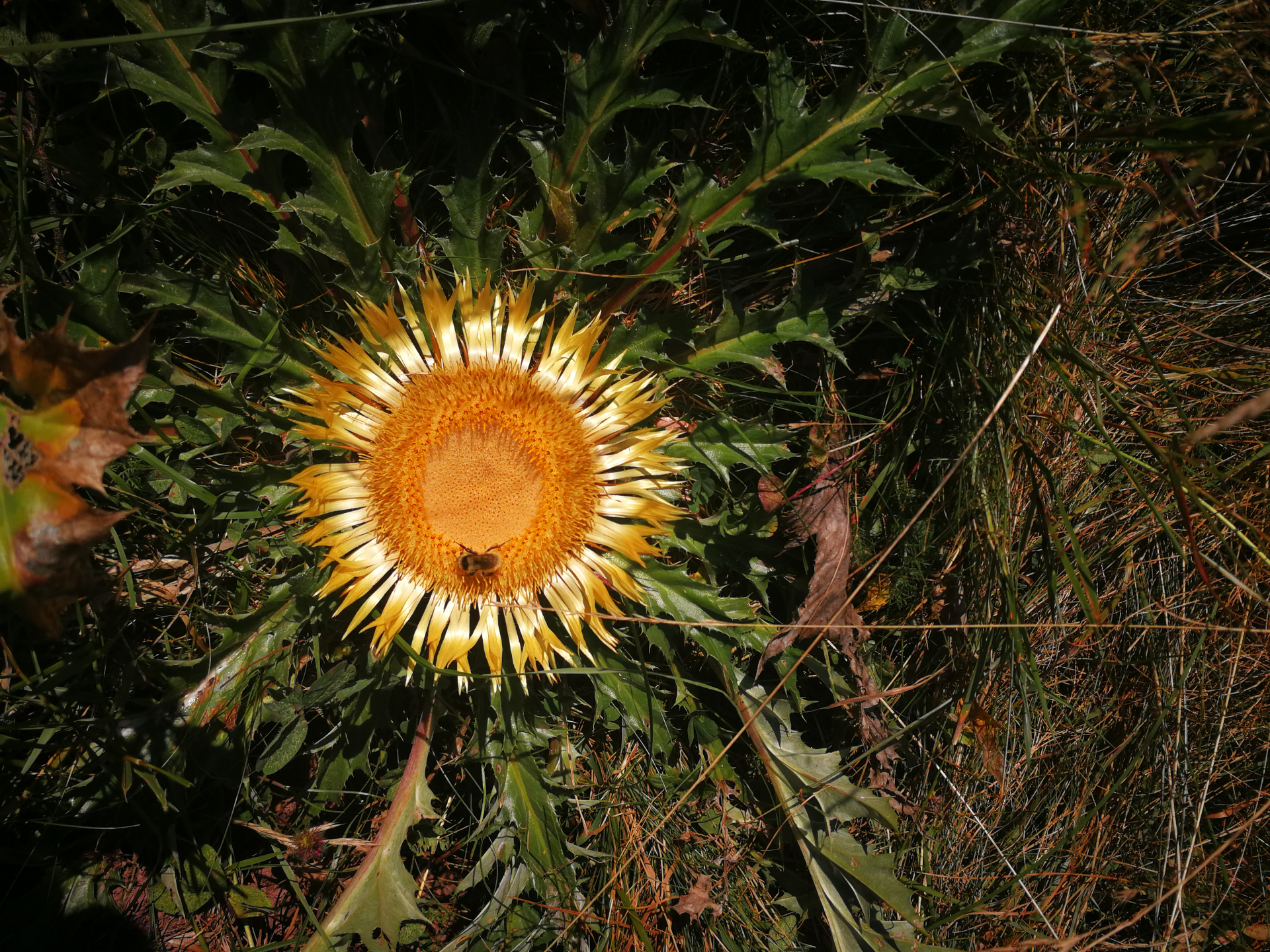 Carlina acanthifolia subsp. acanthifolia - Photo Bivouac Naturaliste