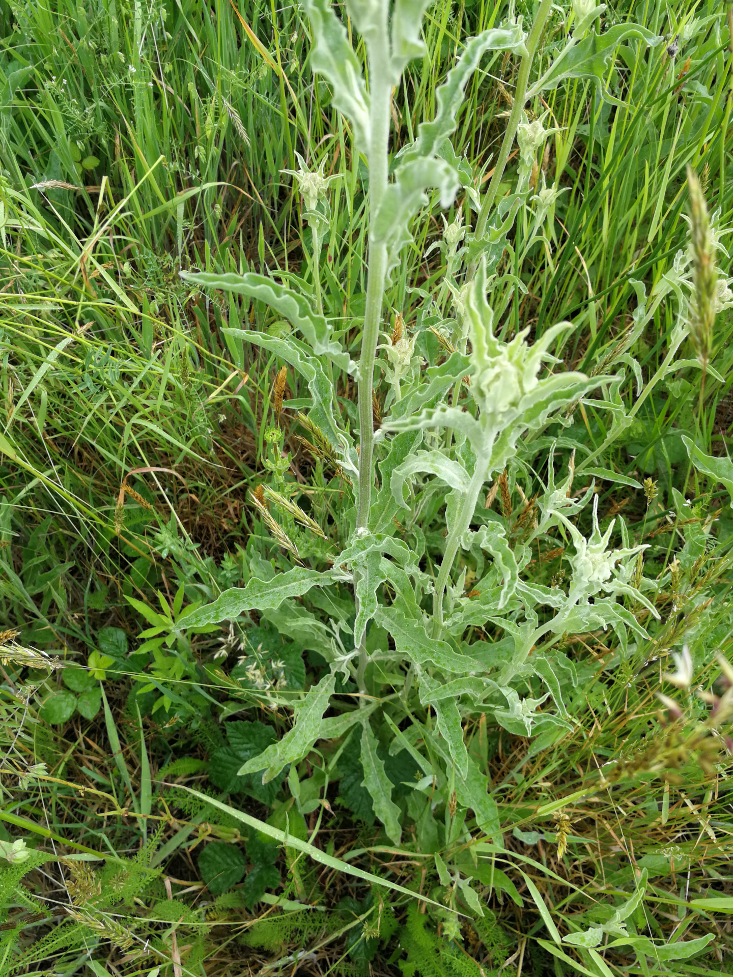 Andryala integrifolia Ucria & Hort.Panhorm. - Photo Bivouac Naturaliste