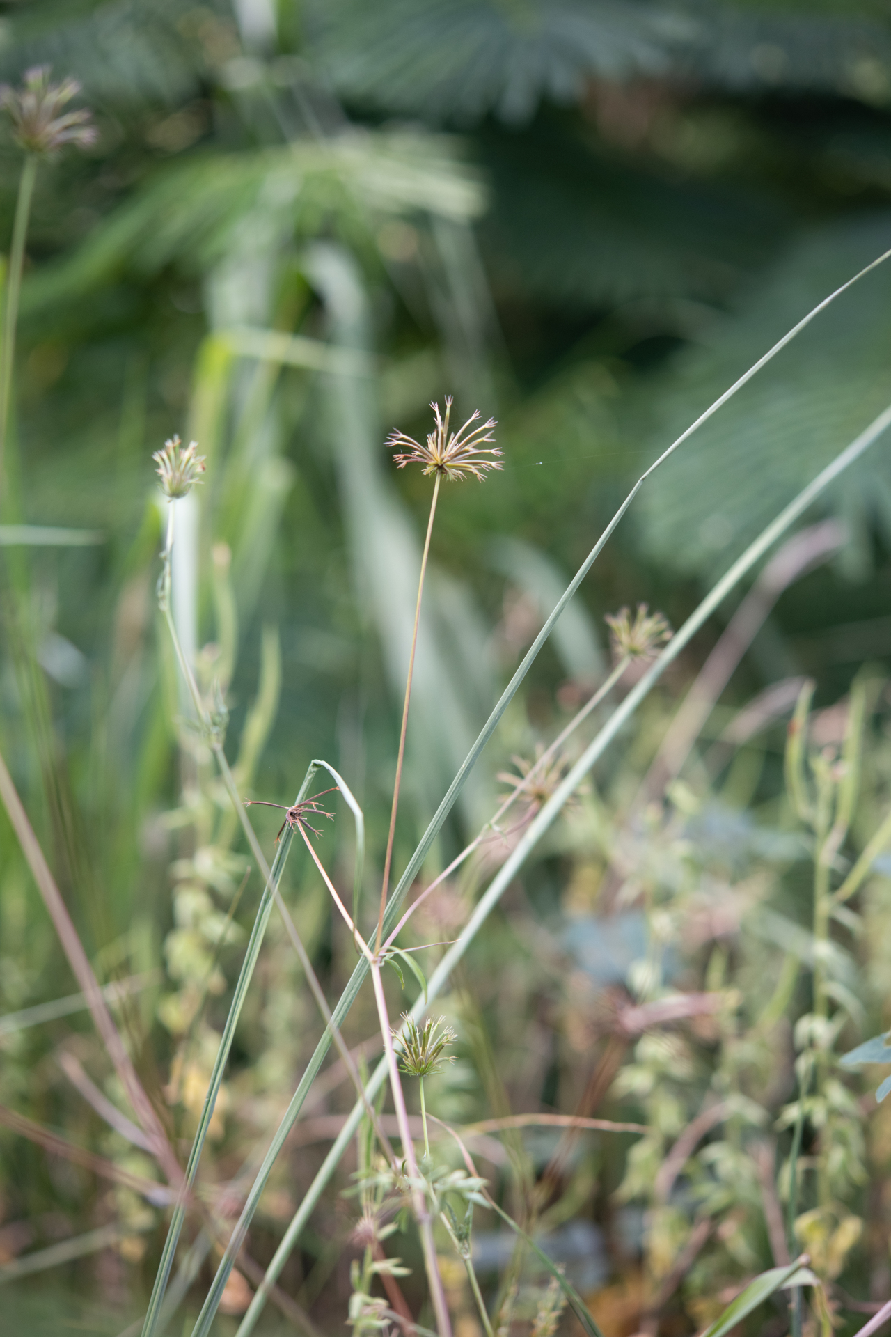 Bidens cynapiifolia Kunth - Photo Bivouac Naturaliste