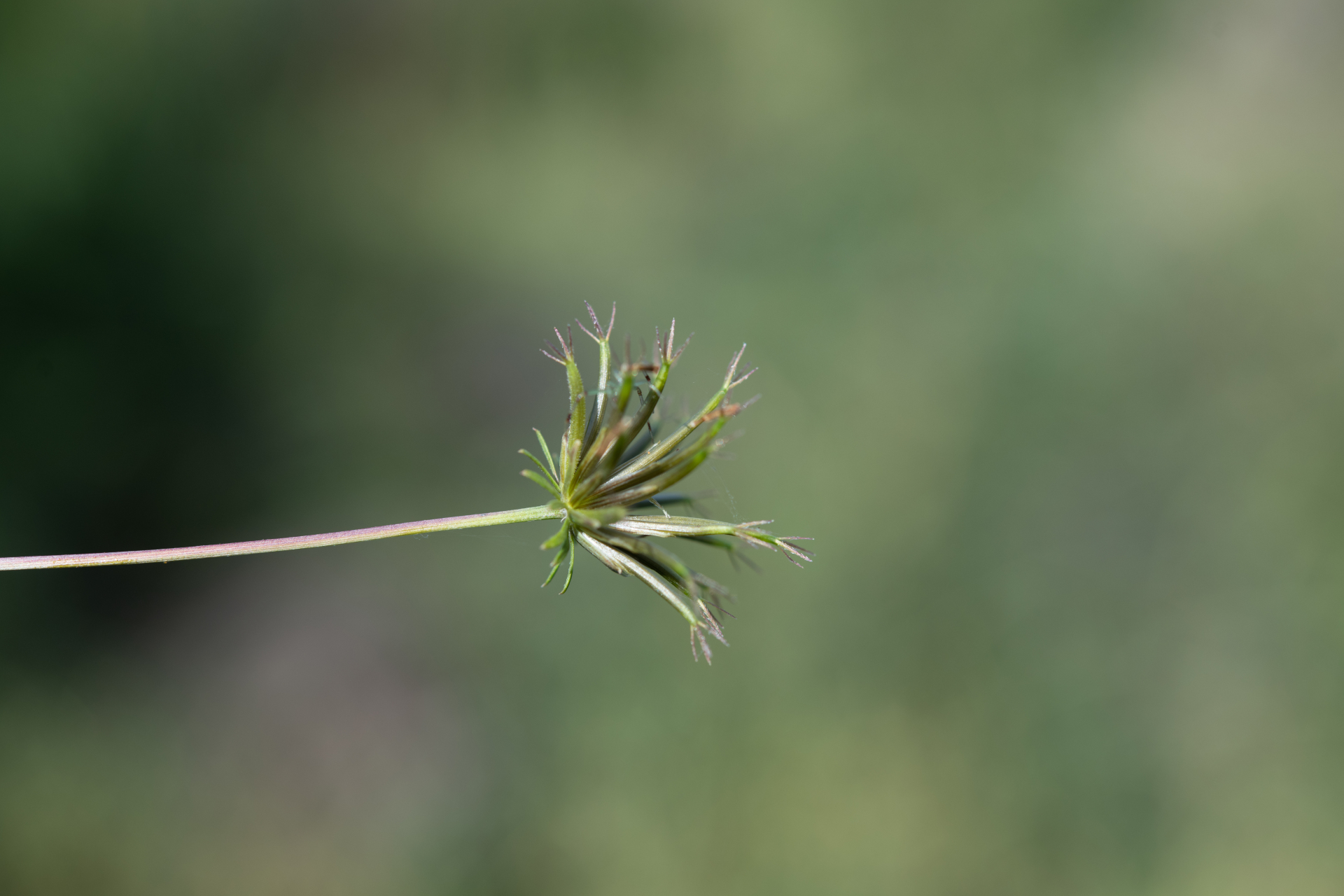 Bidens cynapiifolia Kunth - Photo Bivouac Naturaliste