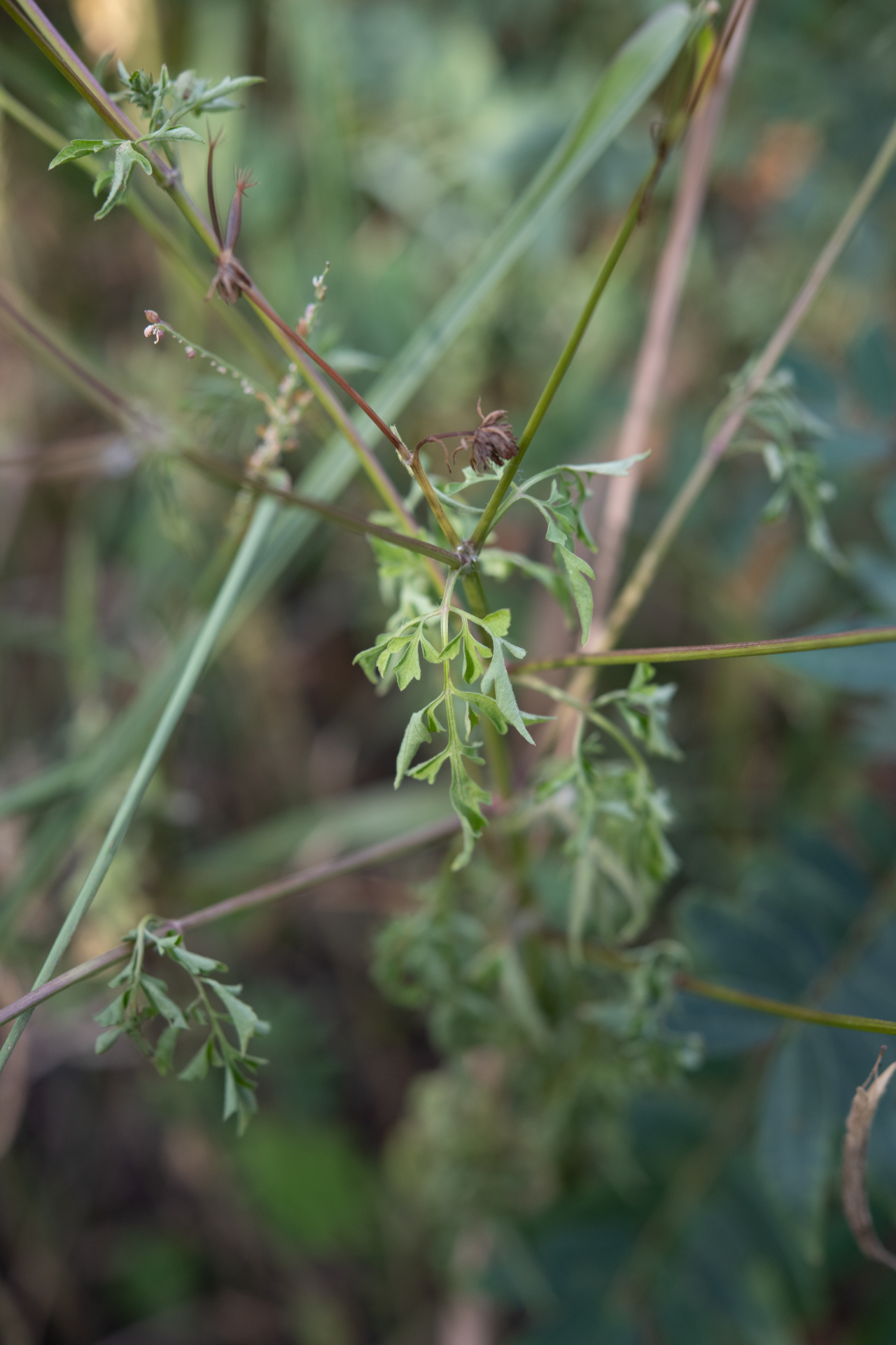 Bidens cynapiifolia Kunth - Photo Bivouac Naturaliste