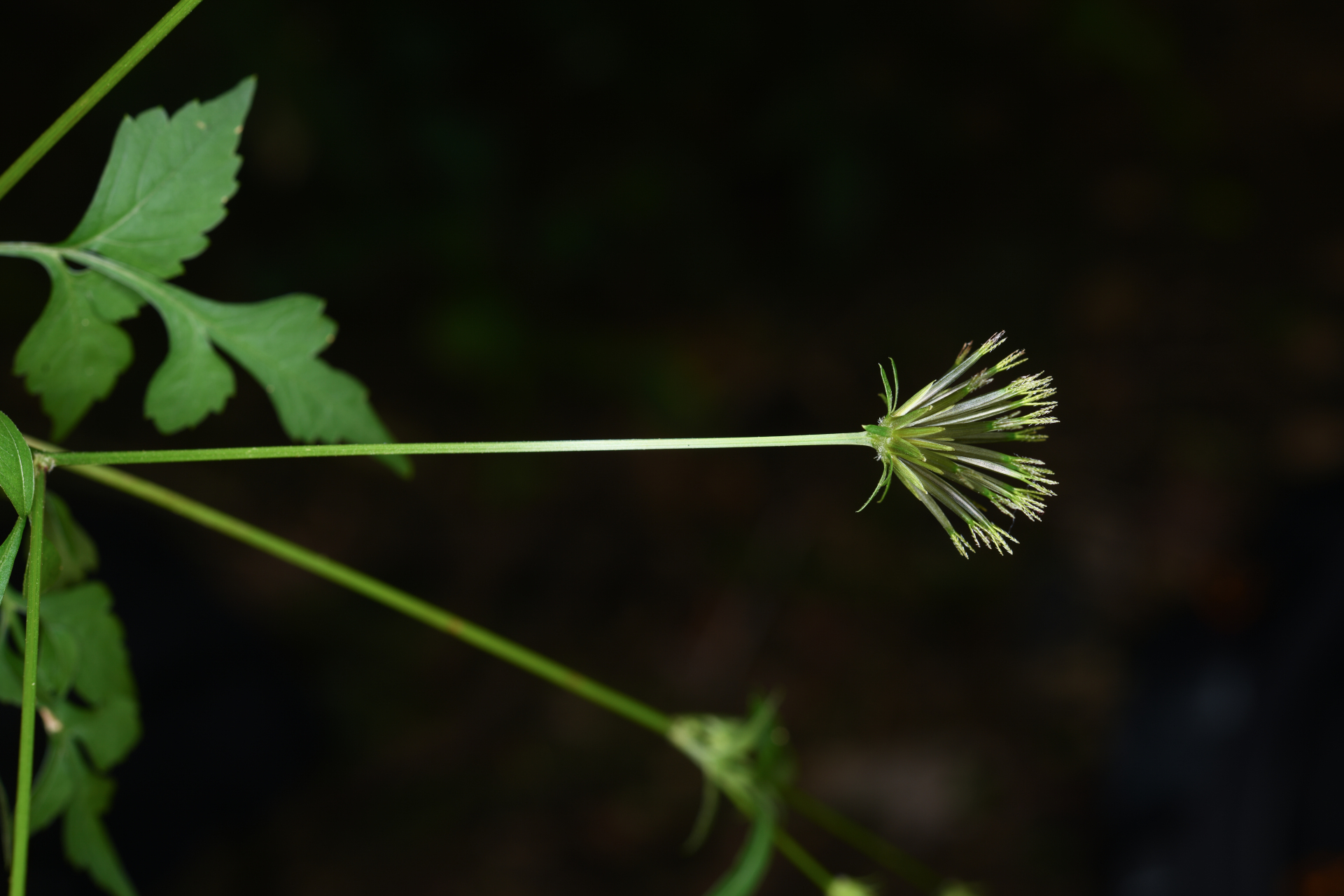 Bidens cynapiifolia Kunth - Photo Bivouac Naturaliste