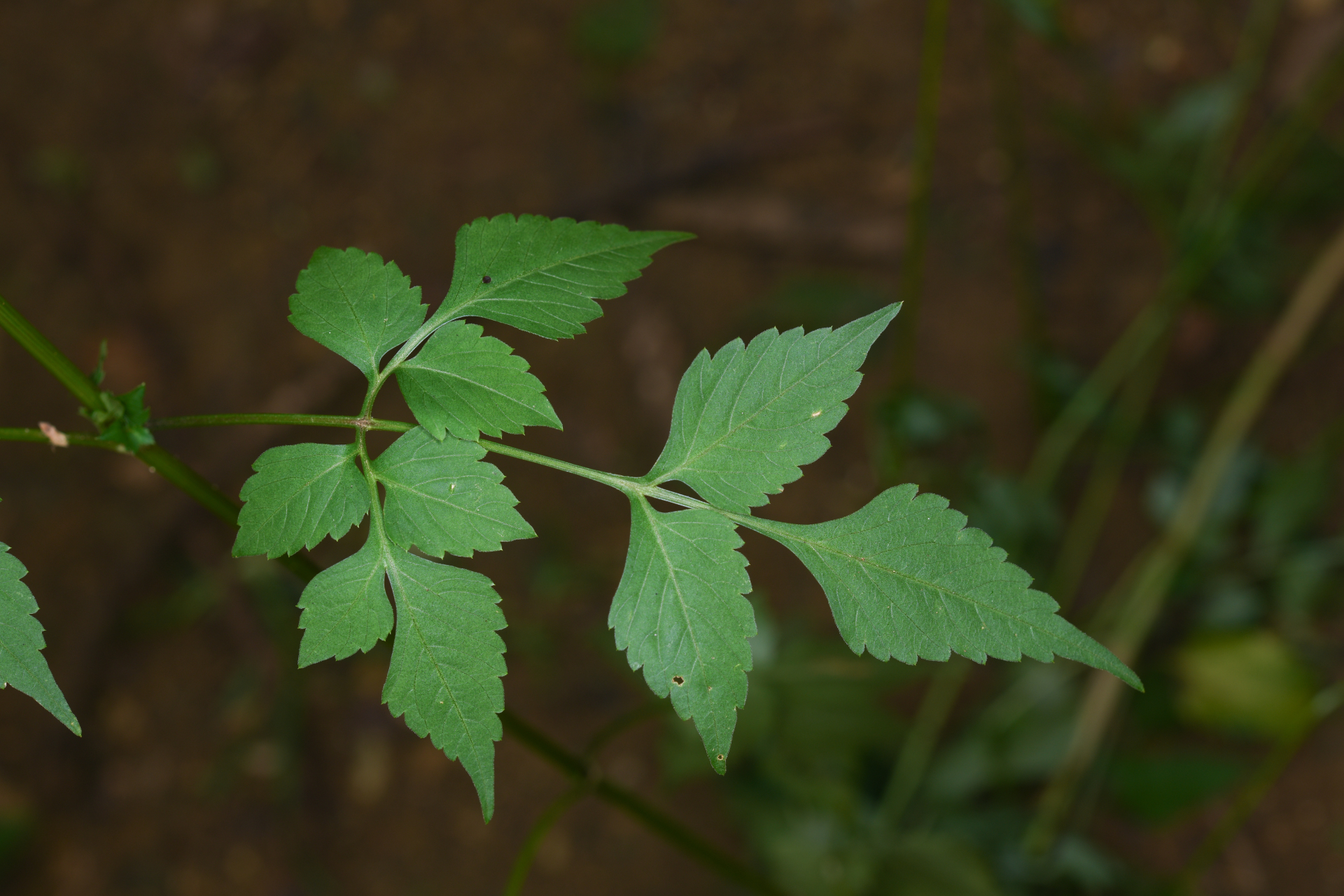 Bidens cynapiifolia Kunth - Photo Bivouac Naturaliste