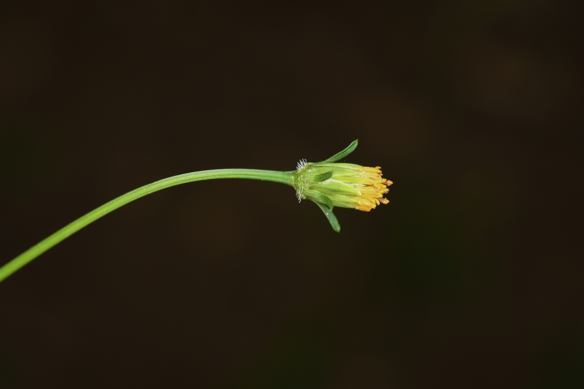 Bidens cynapiifolia Kunth - Photo Bivouac Naturaliste