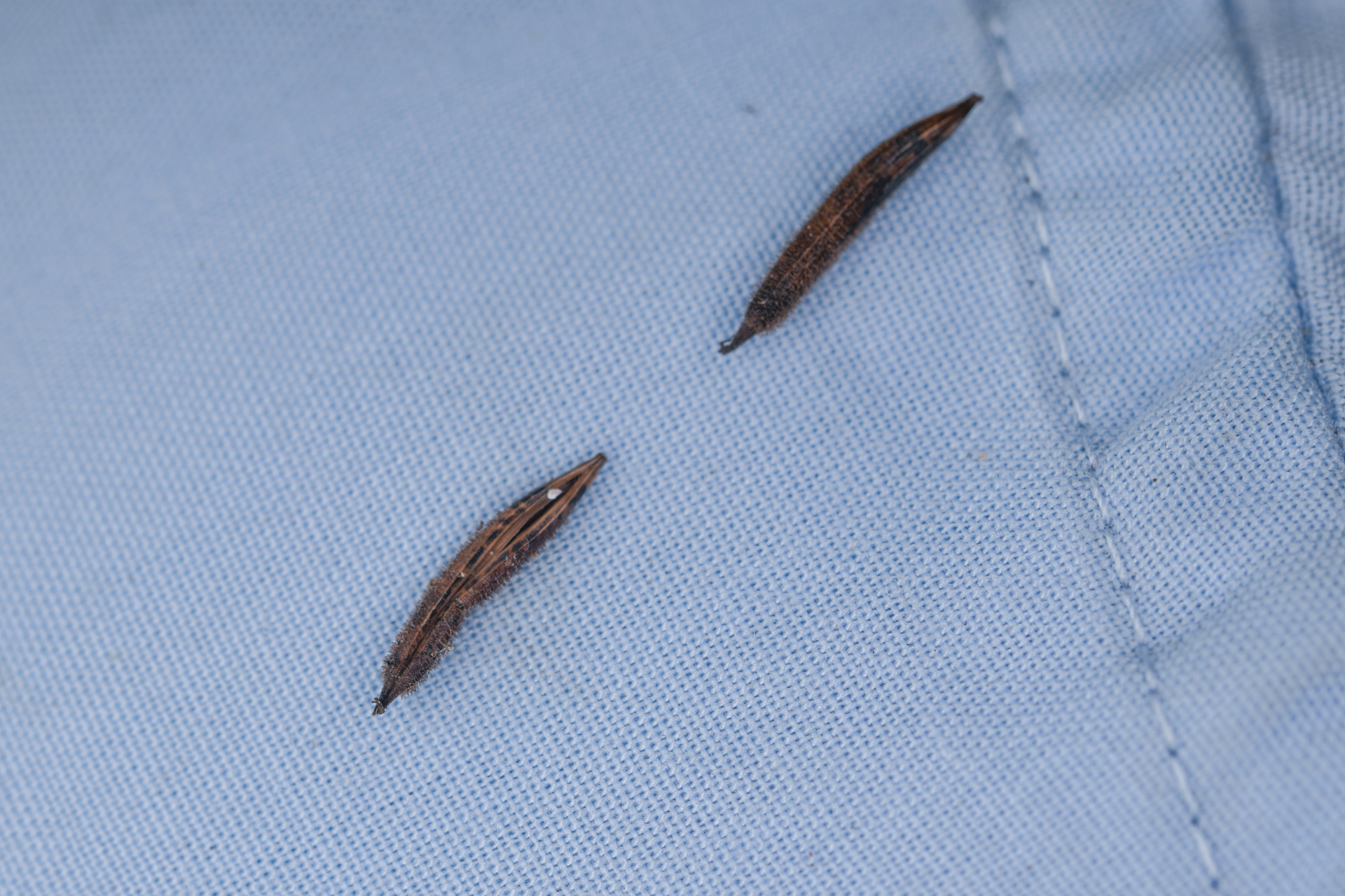 Bidens cynapiifolia Kunth - Photo Bivouac Naturaliste