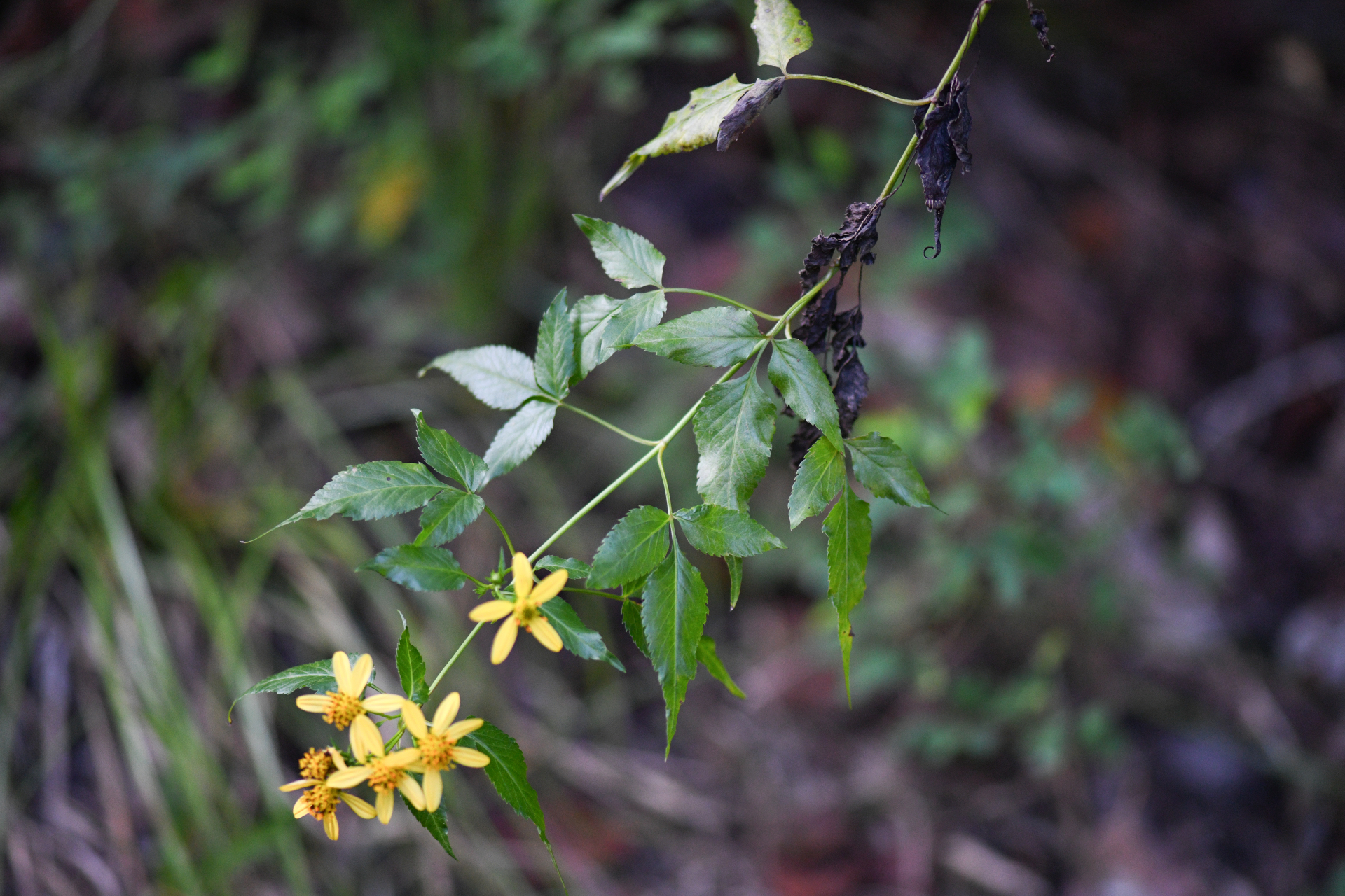 Bidens reptans (L.) G.Don - Photo Bivouac Naturaliste