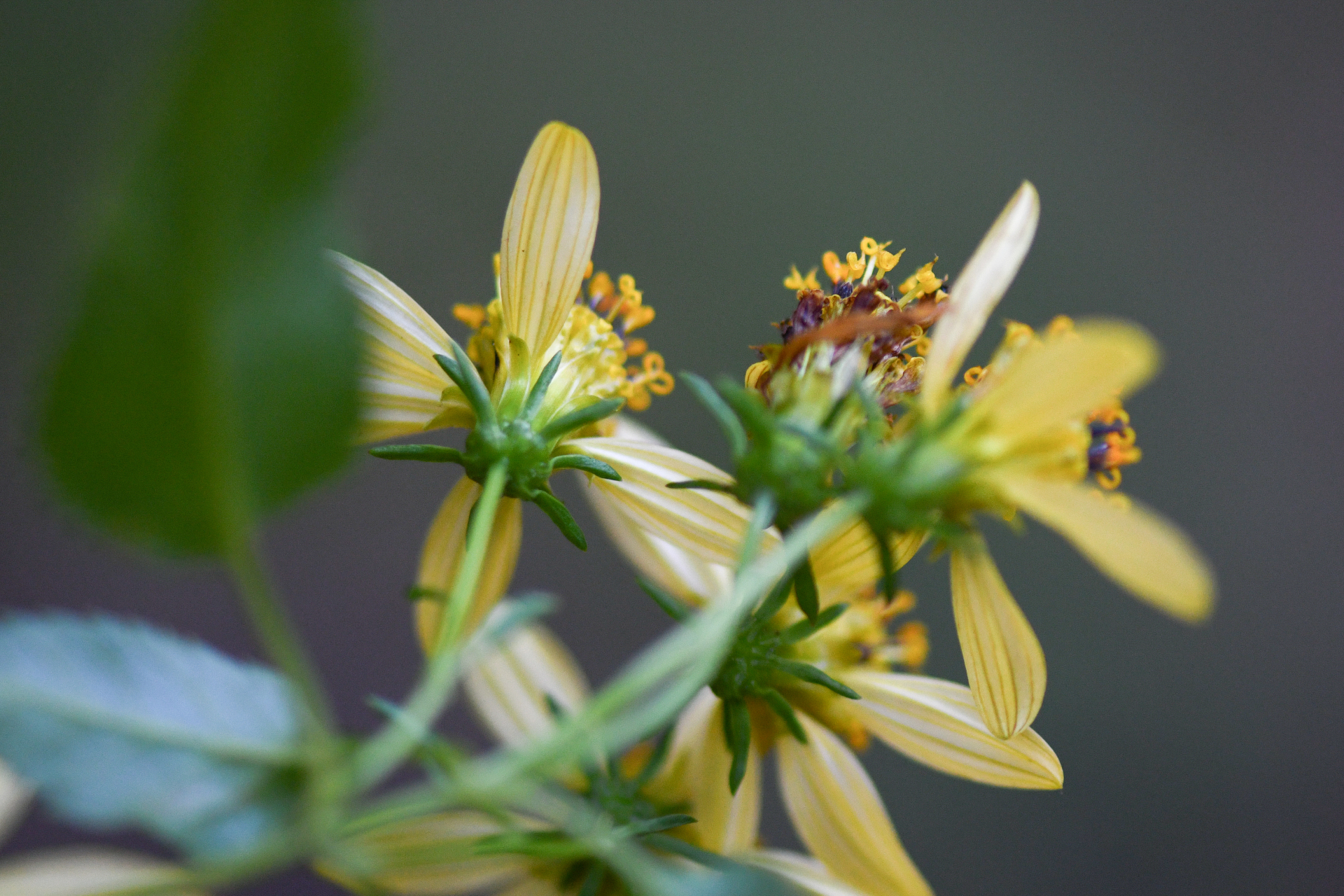 Bidens reptans (L.) G.Don - Photo Bivouac Naturaliste