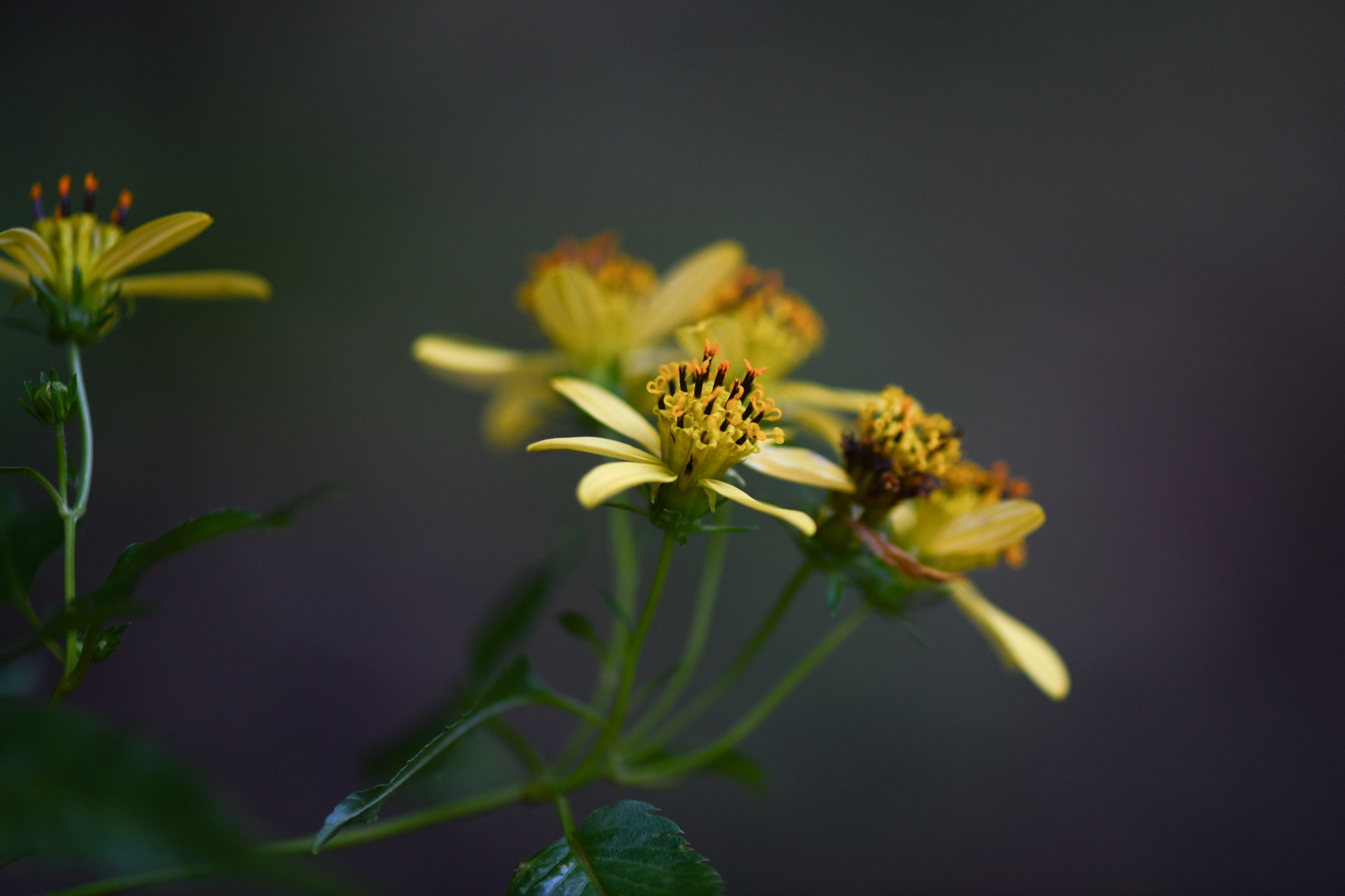 Bidens reptans (L.) G.Don - Photo Bivouac Naturaliste