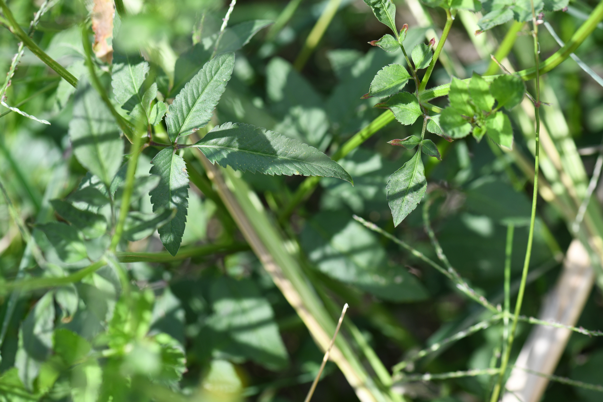 Bidens pilosa L. - Photo Bivouac Naturaliste