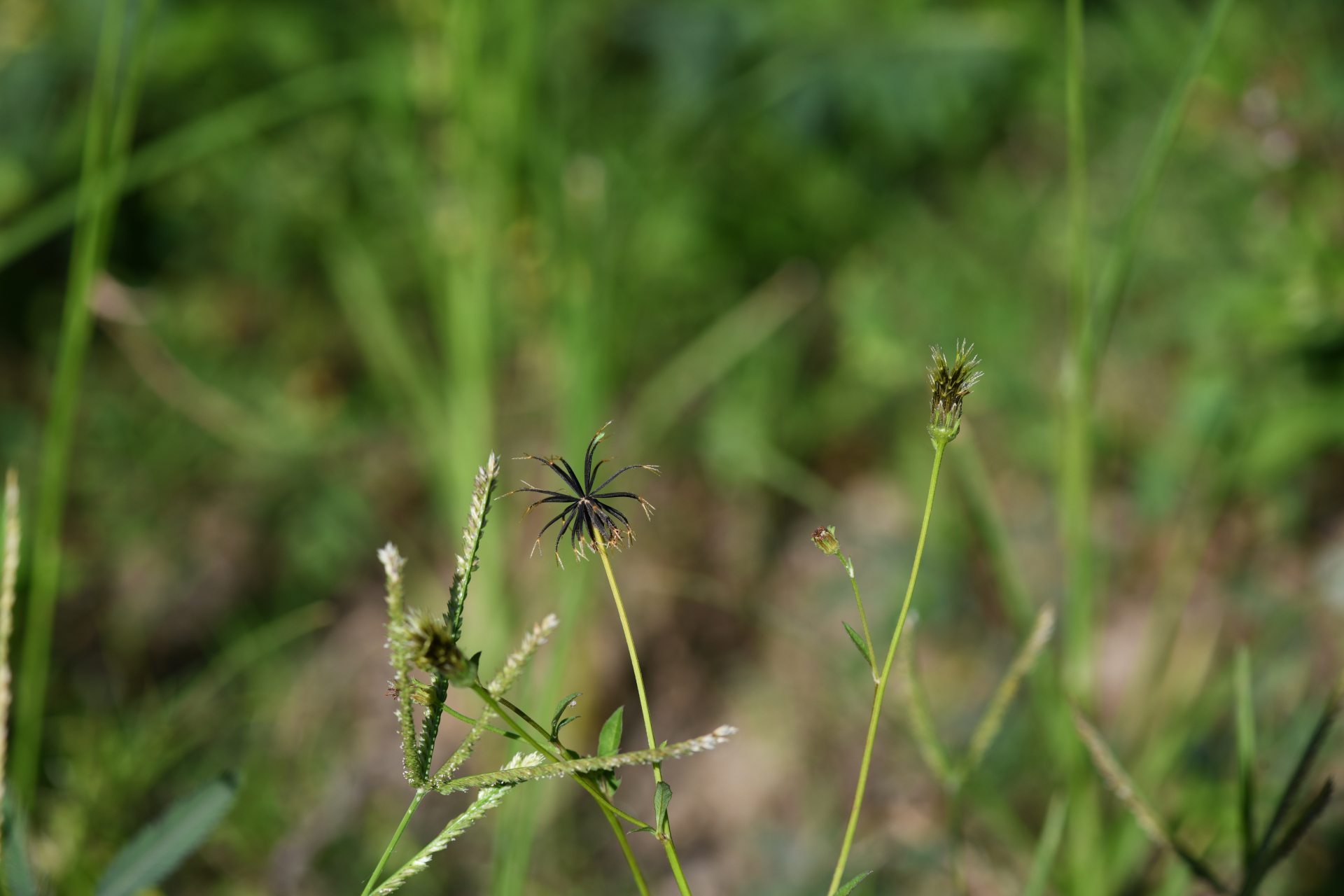 Bidens alba (L.) DC. - Photo Bivouac Naturaliste