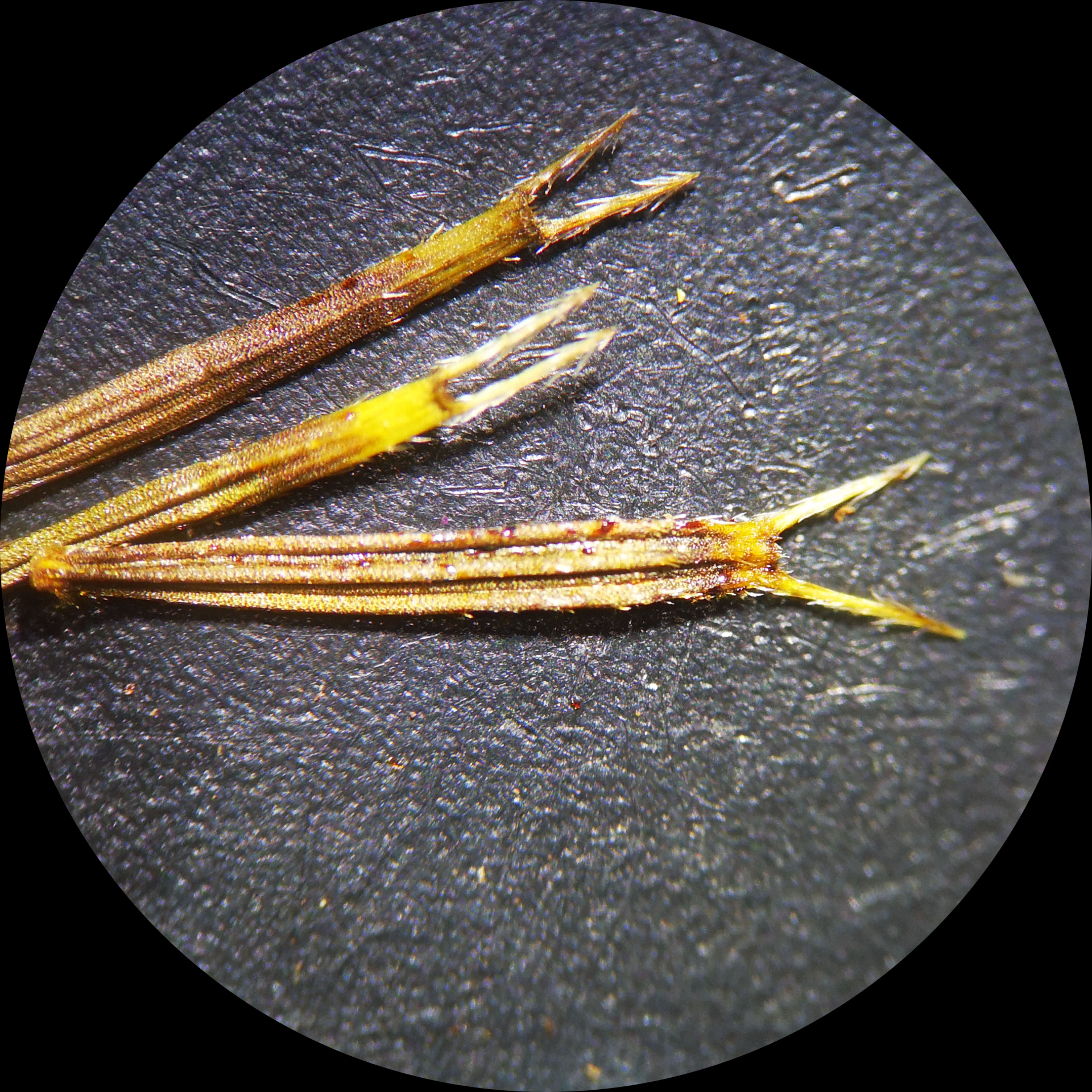 Bidens alba (L.) DC. - Photo Bivouac Naturaliste