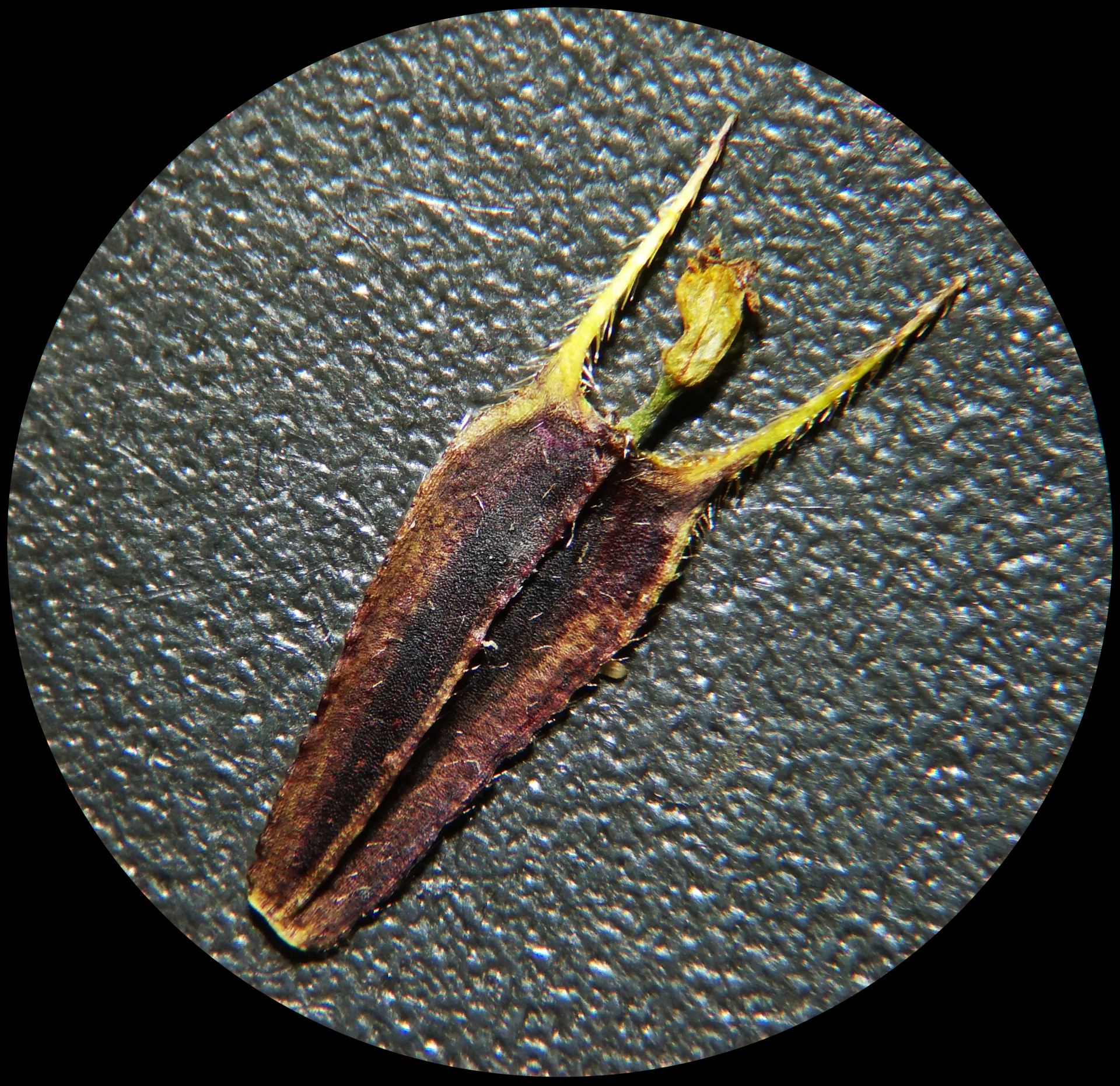 Bidens frondosa Buch.-Ham. ex Hook.fil. - Photo Bivouac Naturaliste