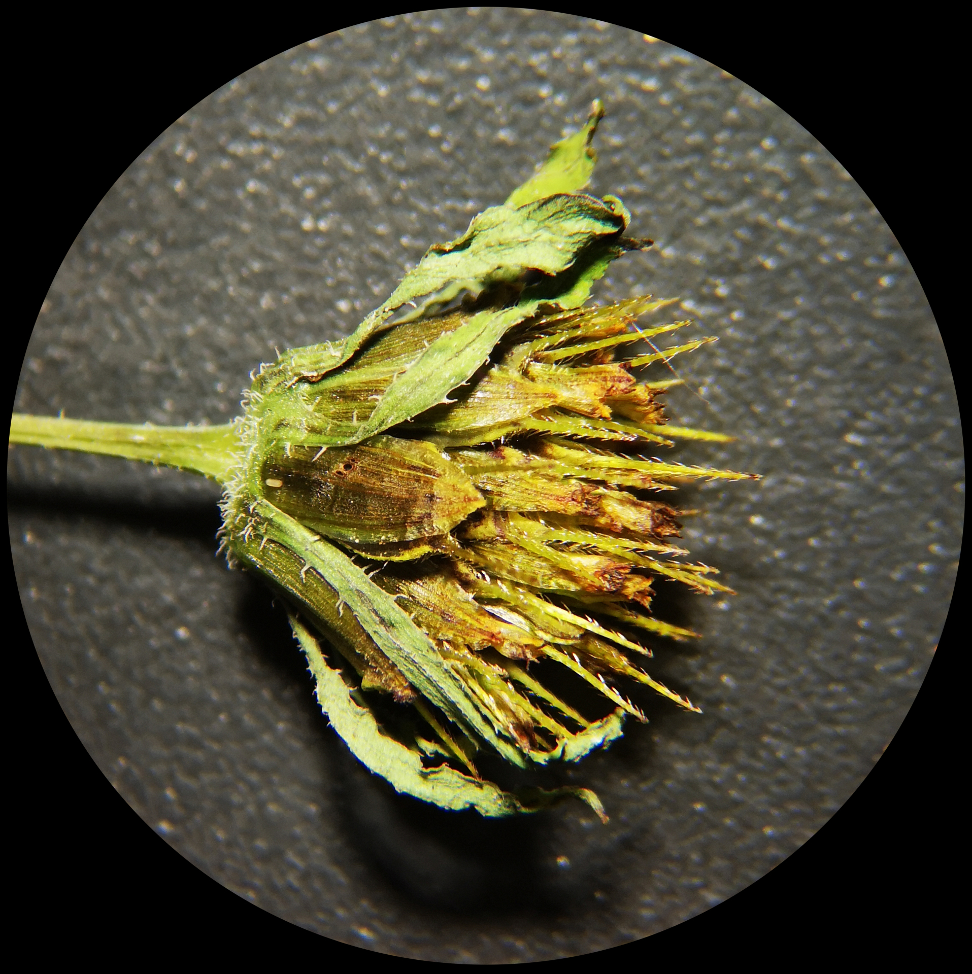 Bidens frondosa Buch.-Ham. ex Hook.fil. - Photo Bivouac Naturaliste