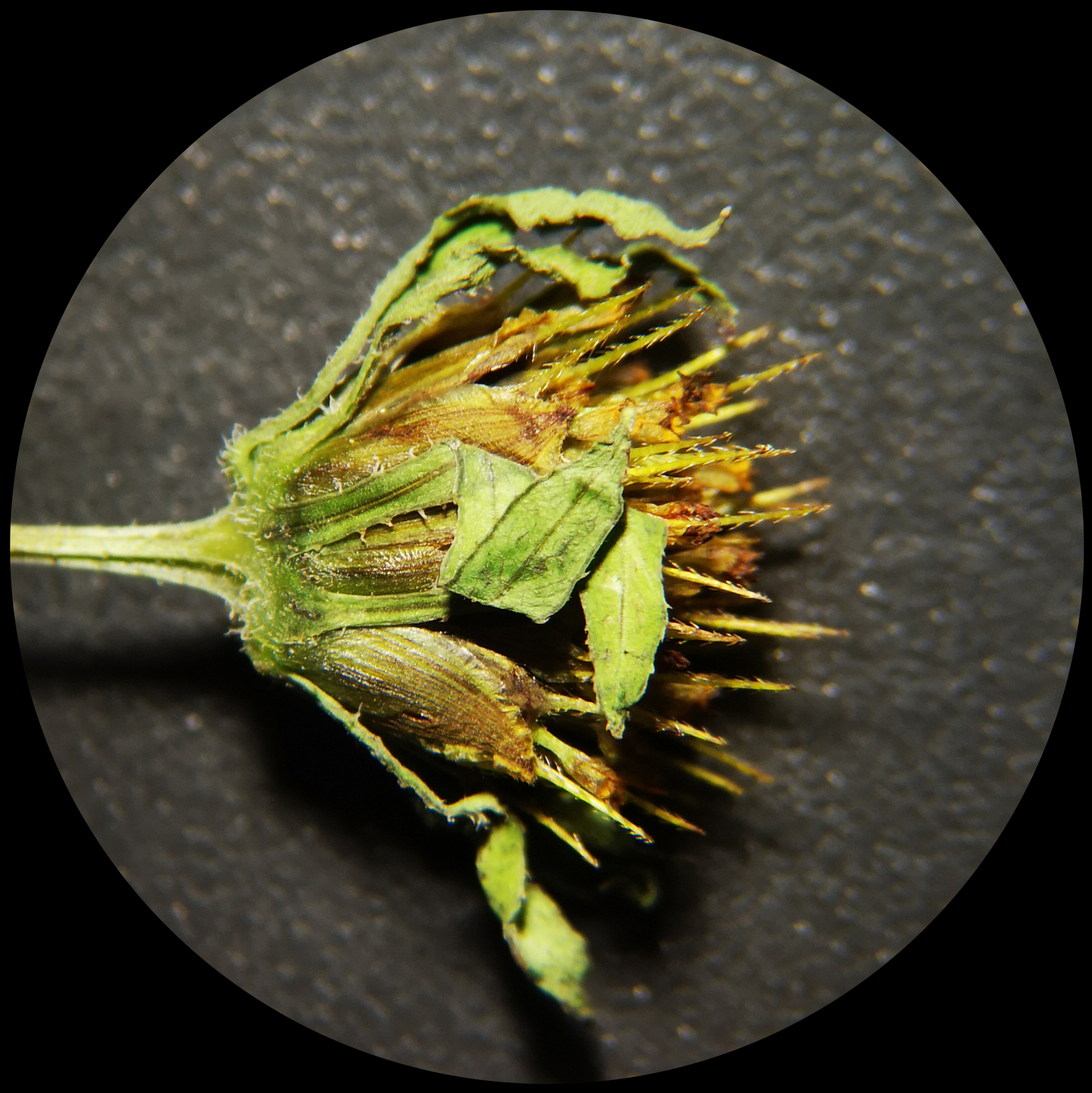 Bidens frondosa Buch.-Ham. ex Hook.fil. - Photo Bivouac Naturaliste