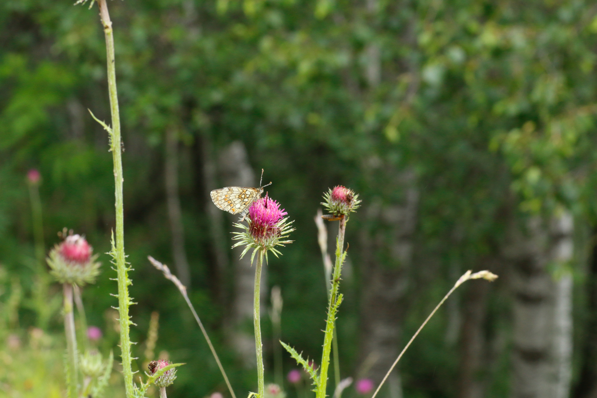 Carduus defloratus subsp. defloratus - Photo Bivouac Naturaliste