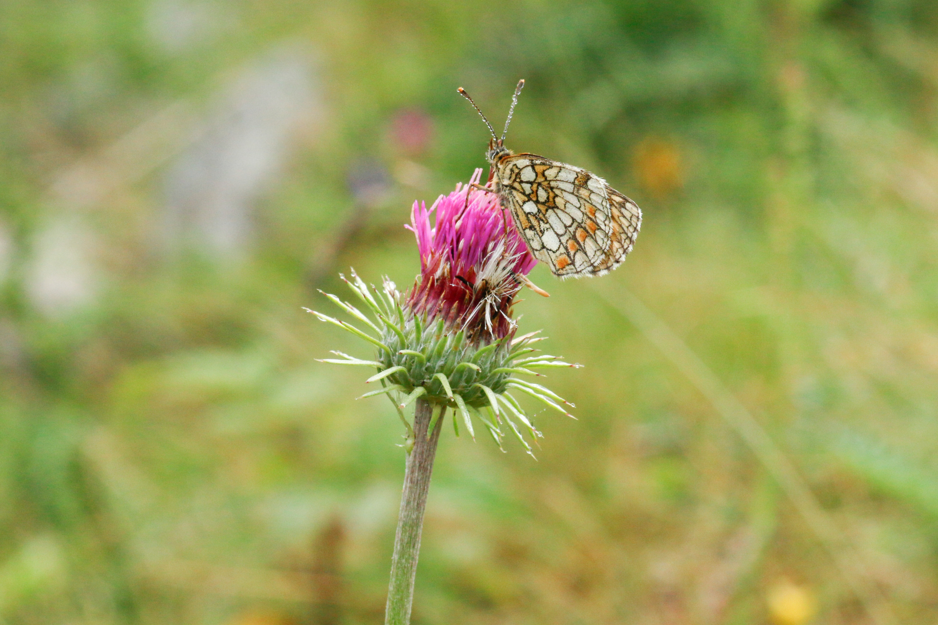 Carduus defloratus subsp. defloratus - Photo Bivouac Naturaliste