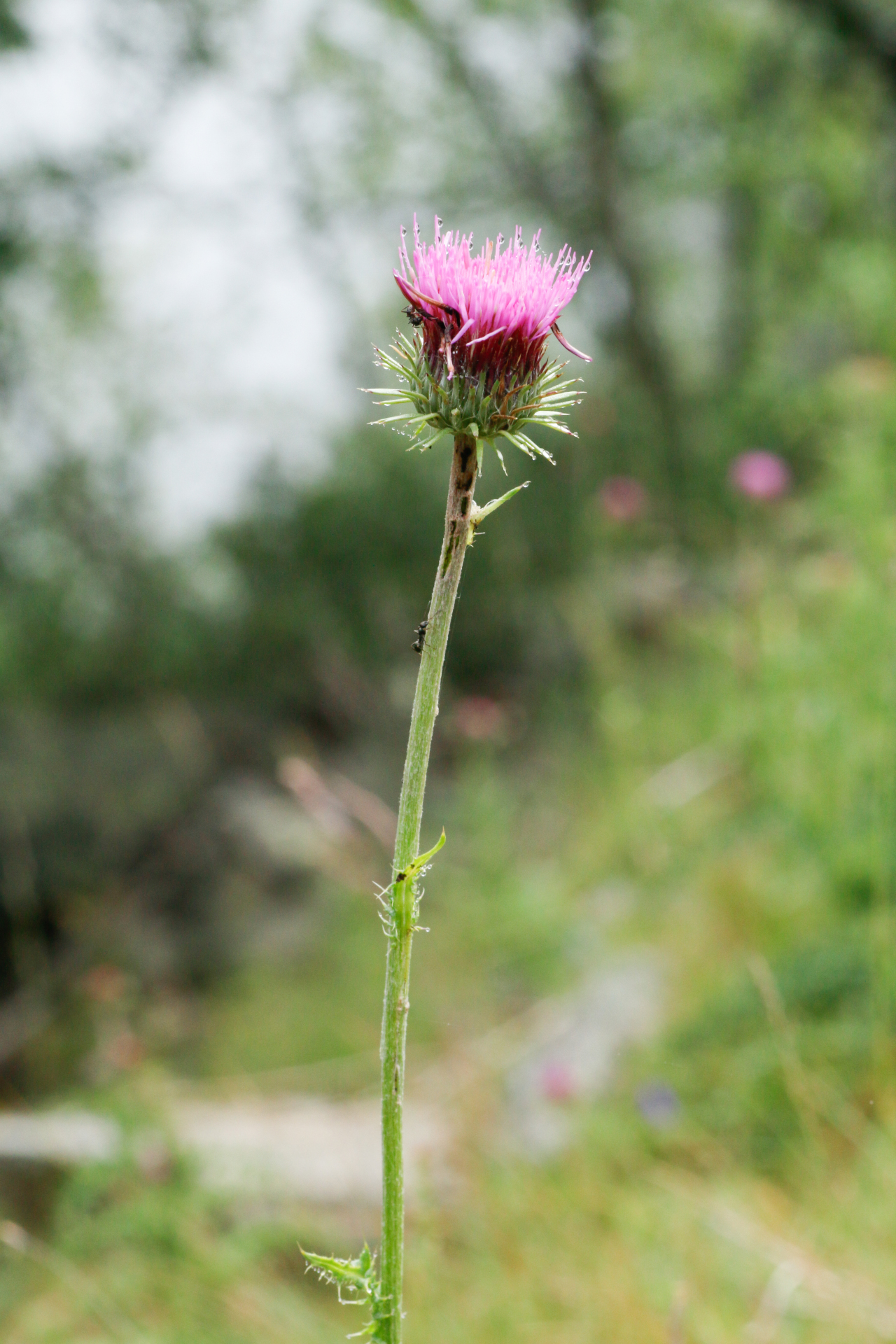 Carduus defloratus subsp. defloratus - Photo Bivouac Naturaliste