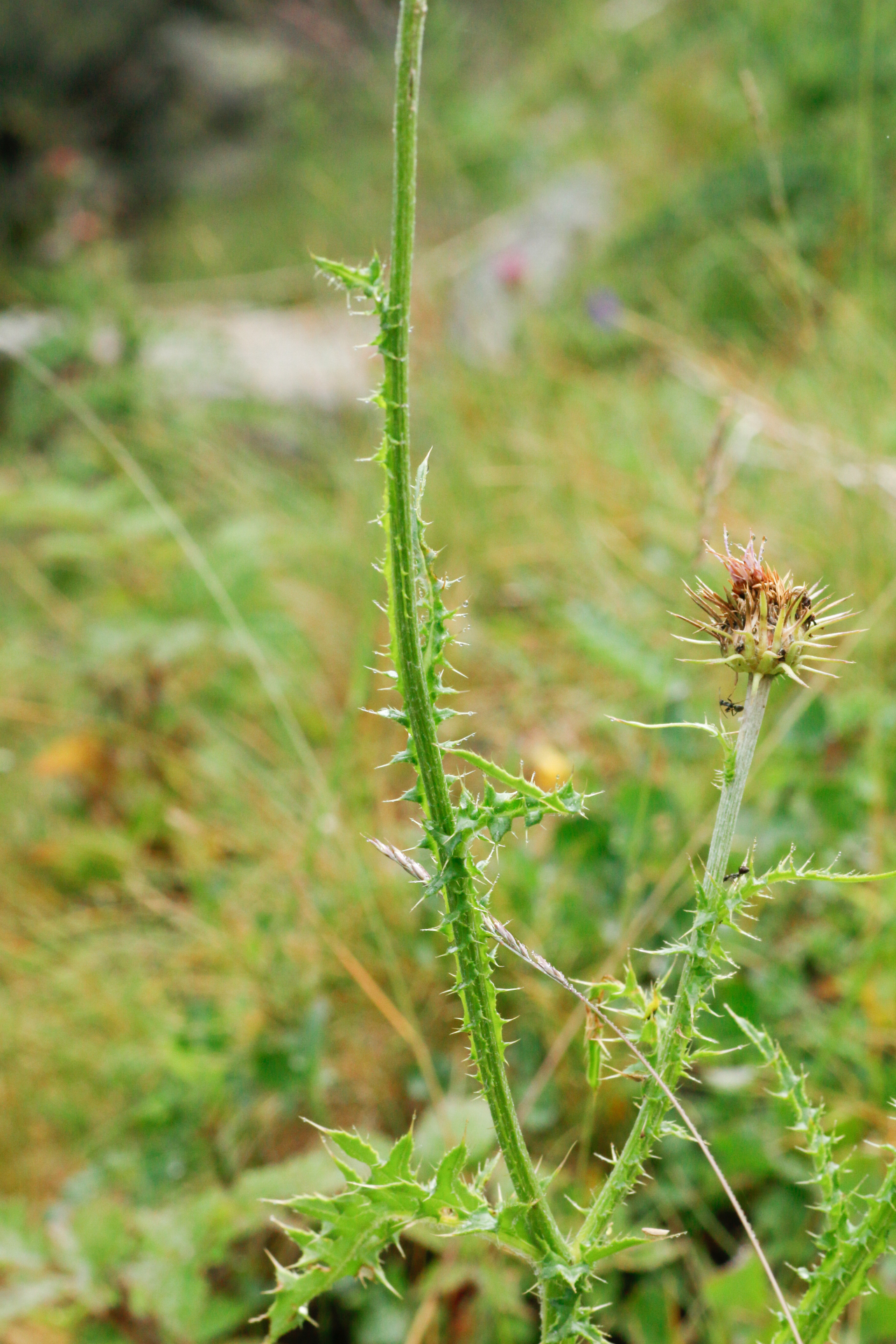 Carduus defloratus subsp. defloratus - Photo Bivouac Naturaliste