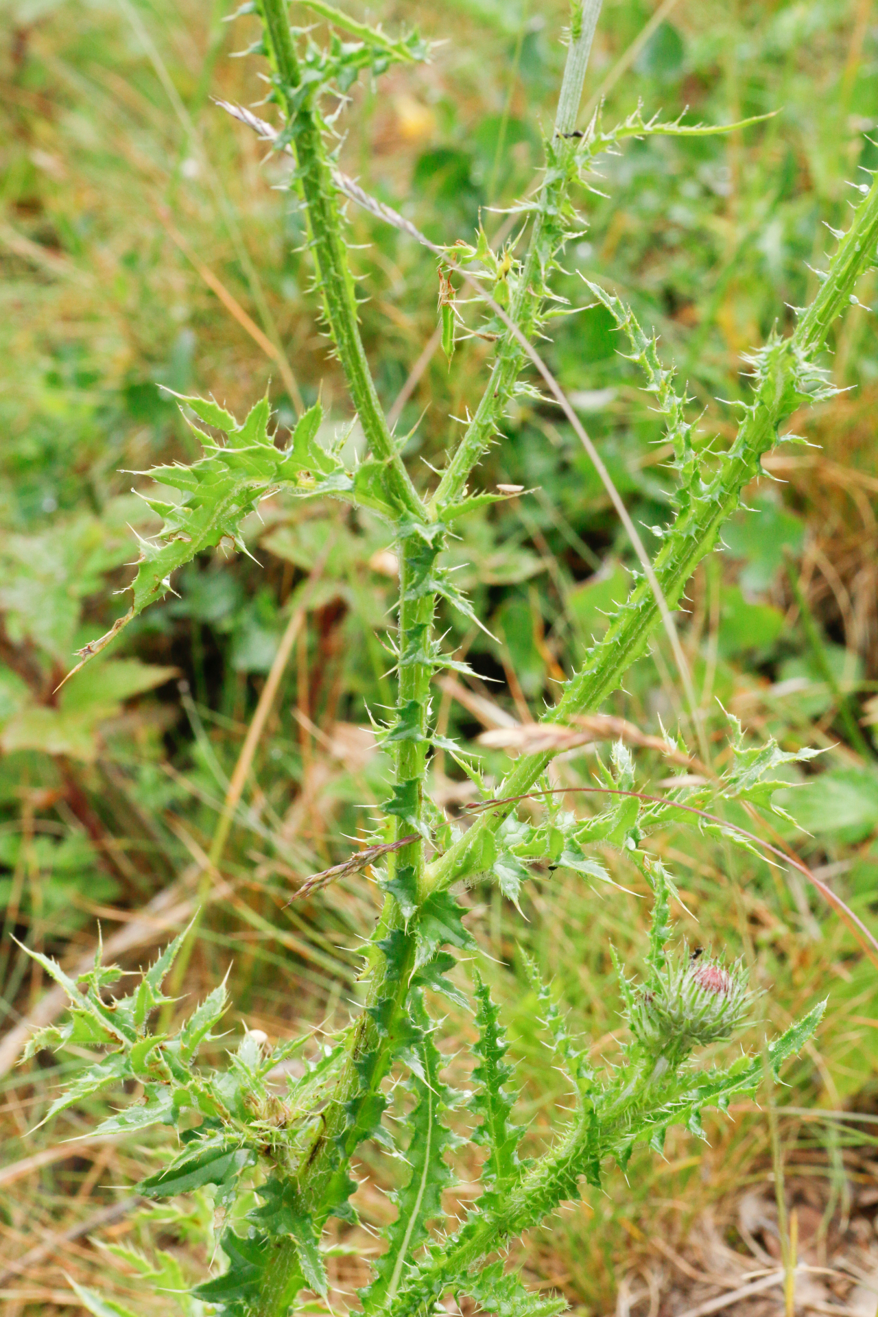 Carduus defloratus subsp. defloratus - Photo Bivouac Naturaliste