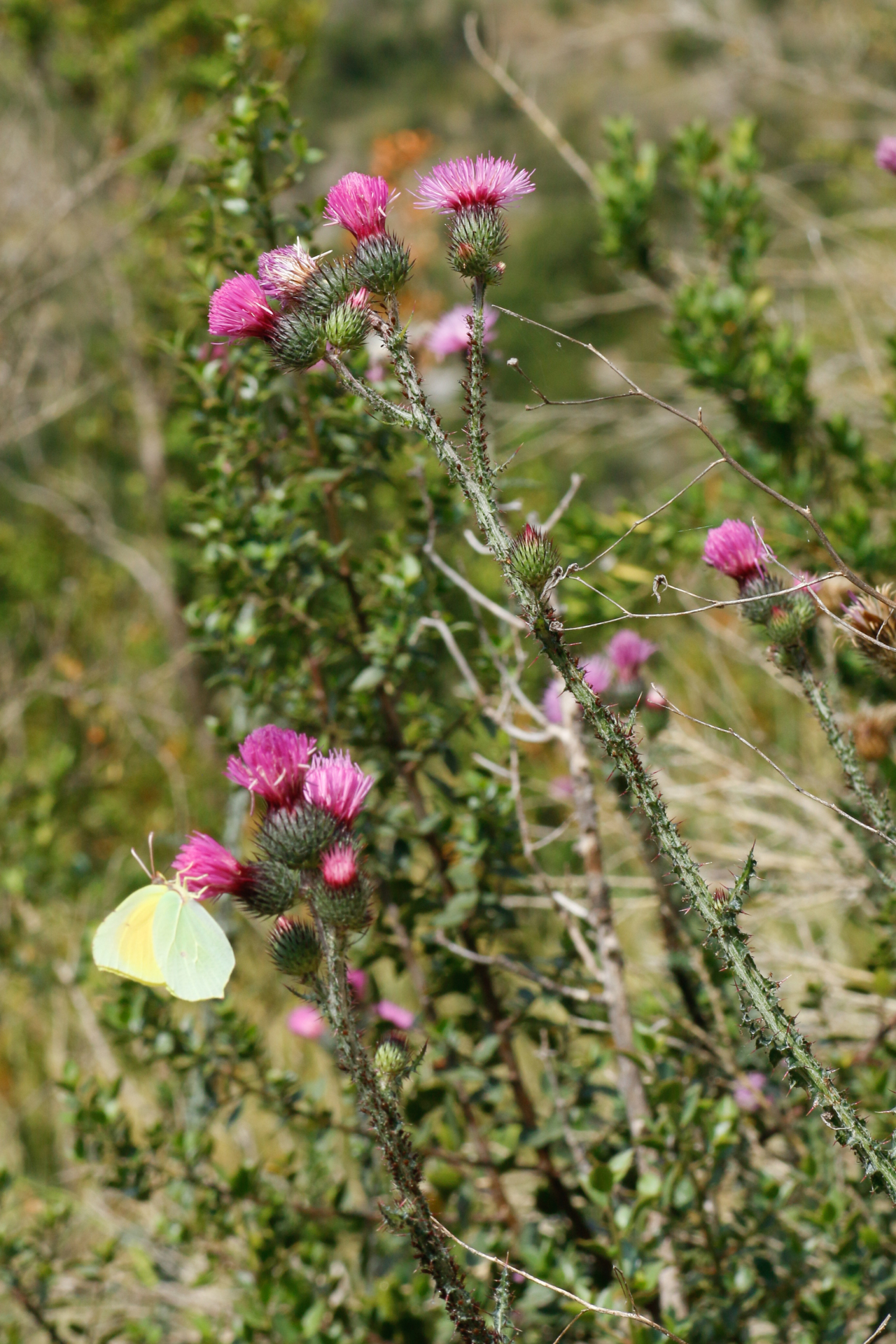 Carduus litigiosus Nocca & Balb. - Photo Bivouac Naturaliste