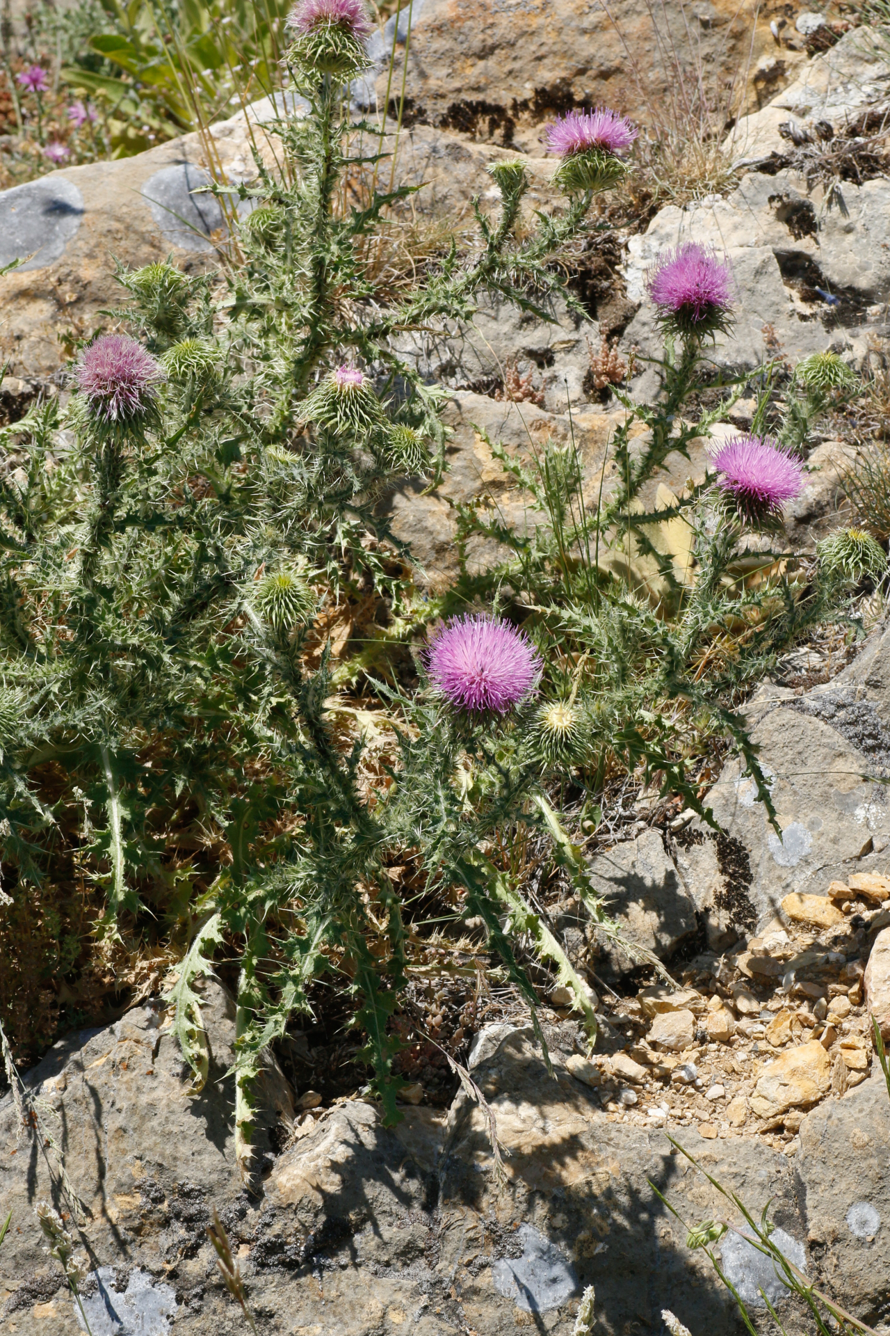 Carduus litigiosus Nocca & Balb. - Photo Bivouac Naturaliste