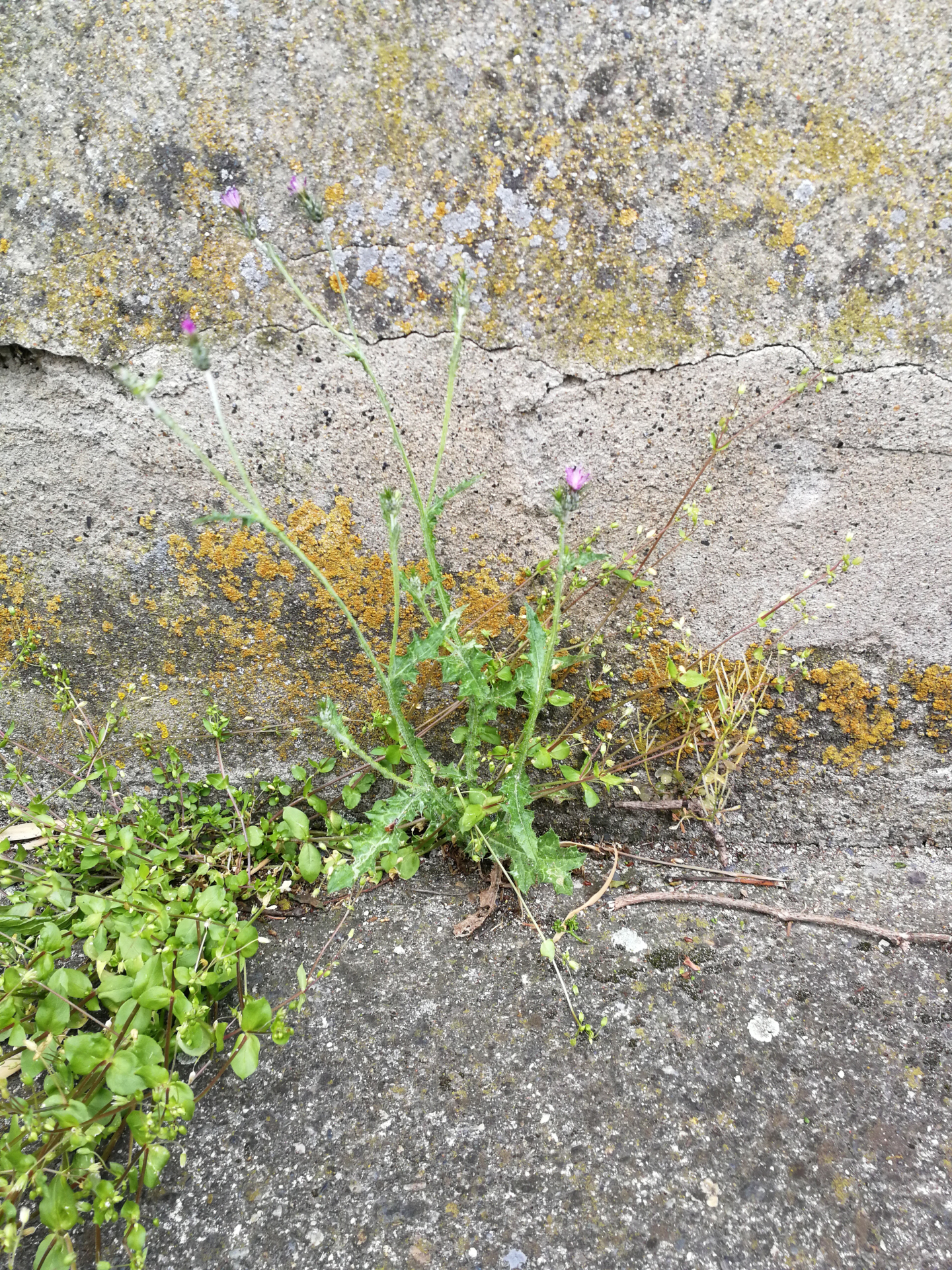 Carduus pycnocephalus subsp. pycnocephalus - Photo Bivouac Naturaliste