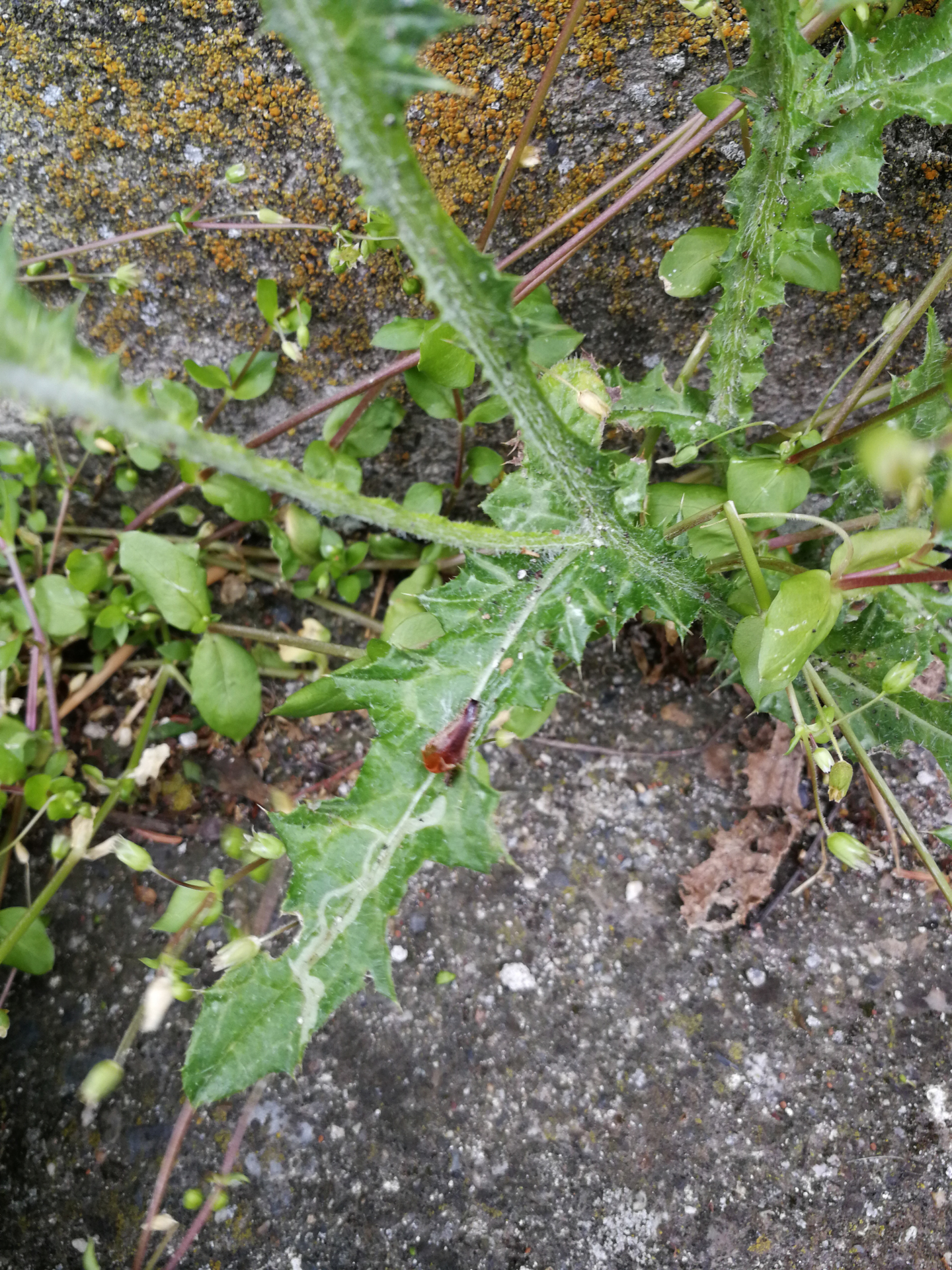 Carduus pycnocephalus subsp. pycnocephalus - Photo Bivouac Naturaliste