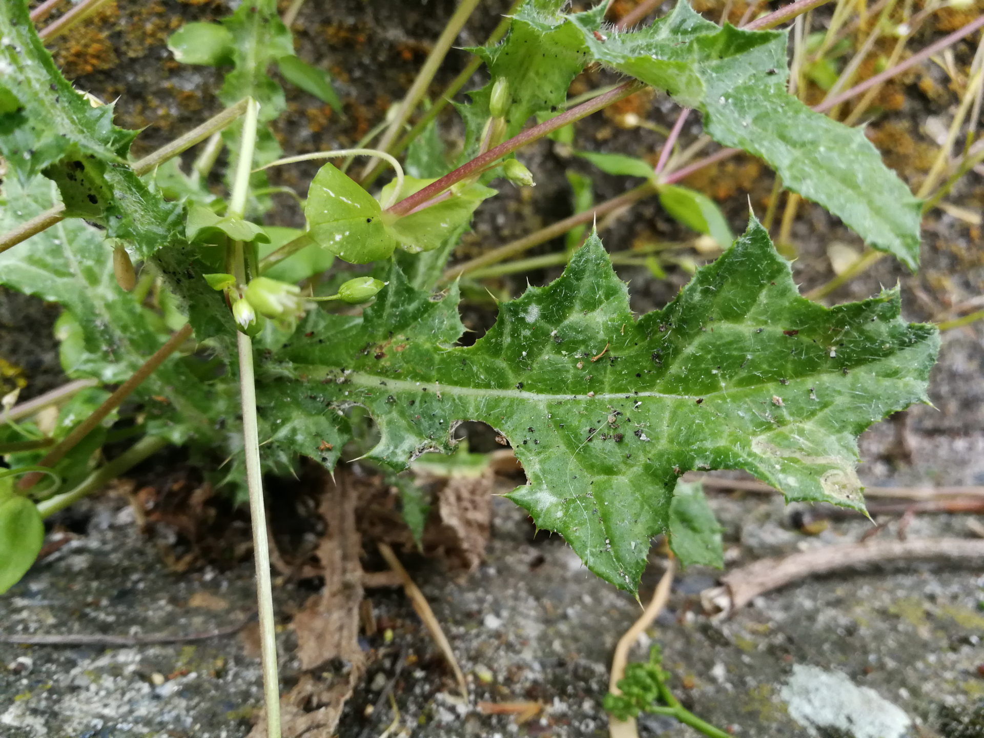 Carduus pycnocephalus subsp. pycnocephalus - Photo Bivouac Naturaliste