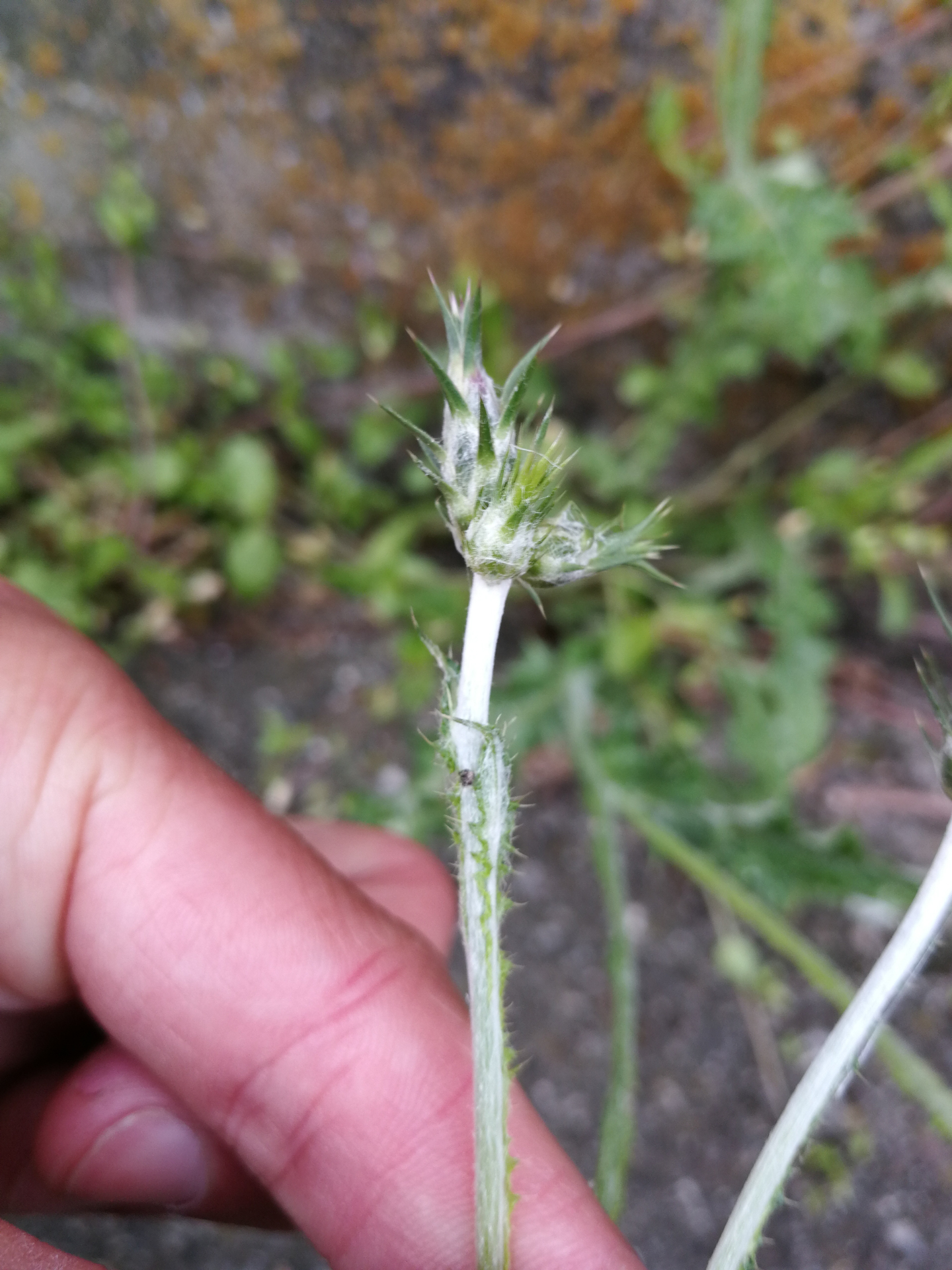 Carduus pycnocephalus subsp. pycnocephalus - Photo Bivouac Naturaliste