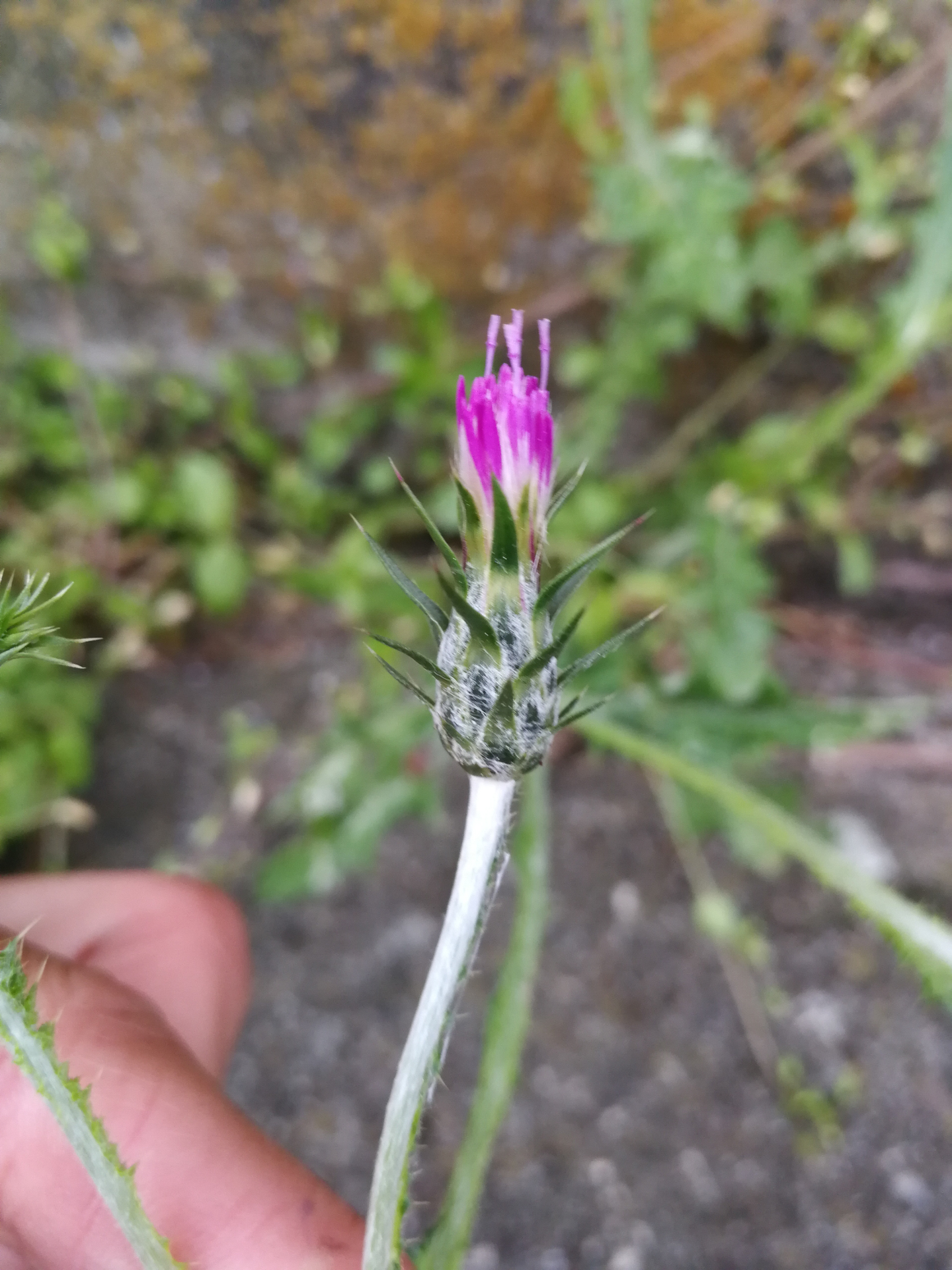 Carduus pycnocephalus subsp. pycnocephalus - Photo Bivouac Naturaliste