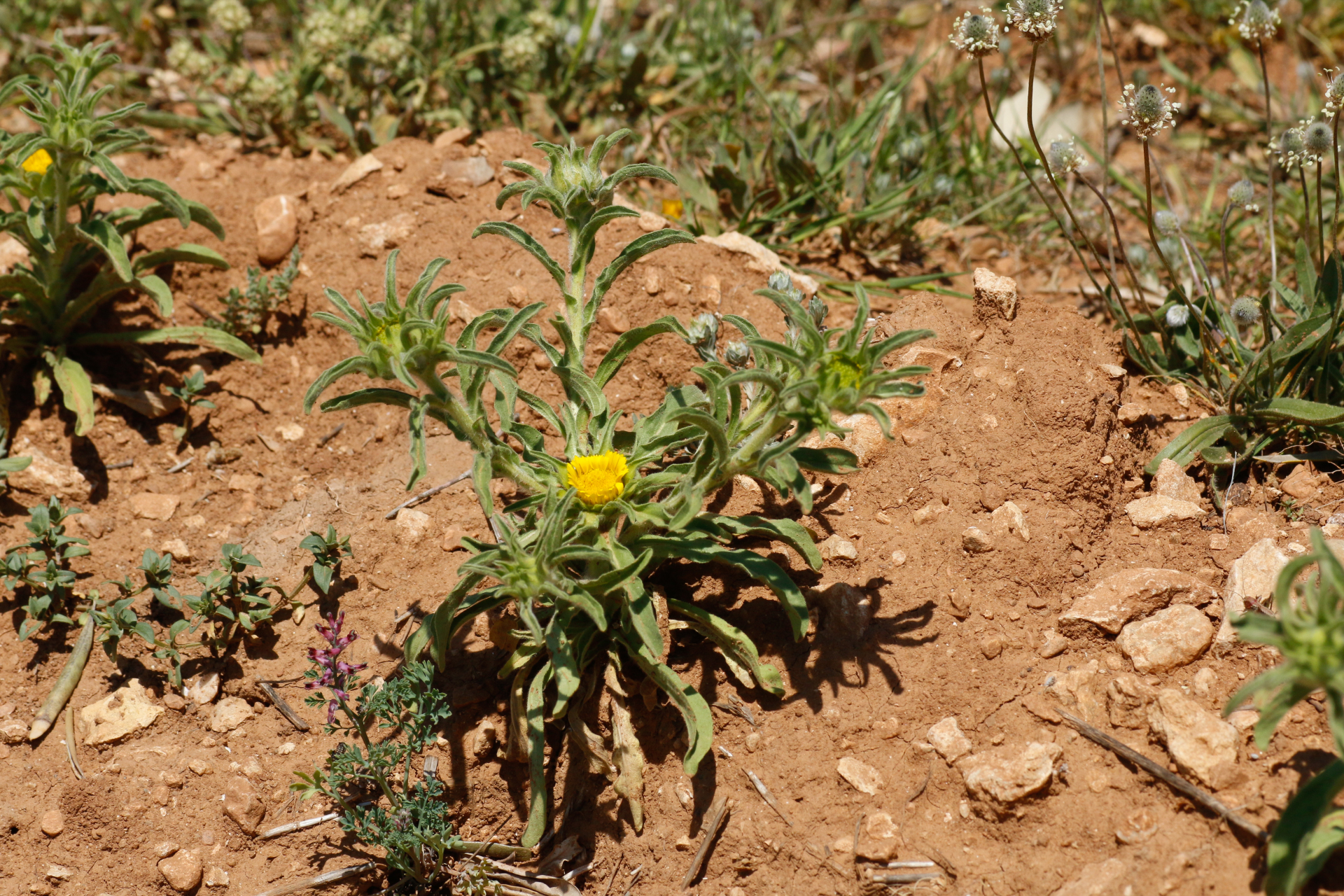 Asteriscus aquaticus (L.) Less. - Photo Bivouac Naturaliste
