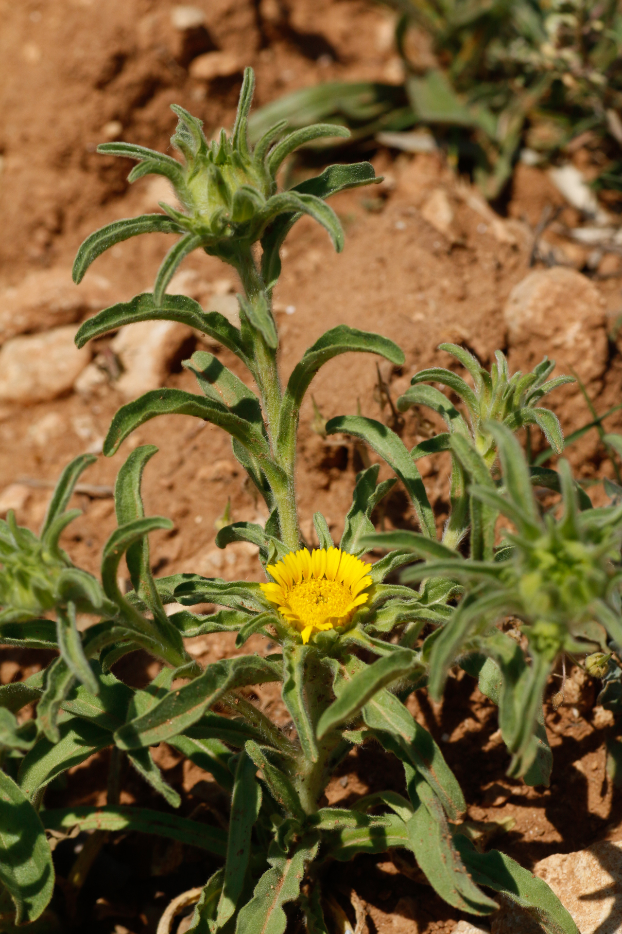 Asteriscus aquaticus (L.) Less. - Photo Bivouac Naturaliste