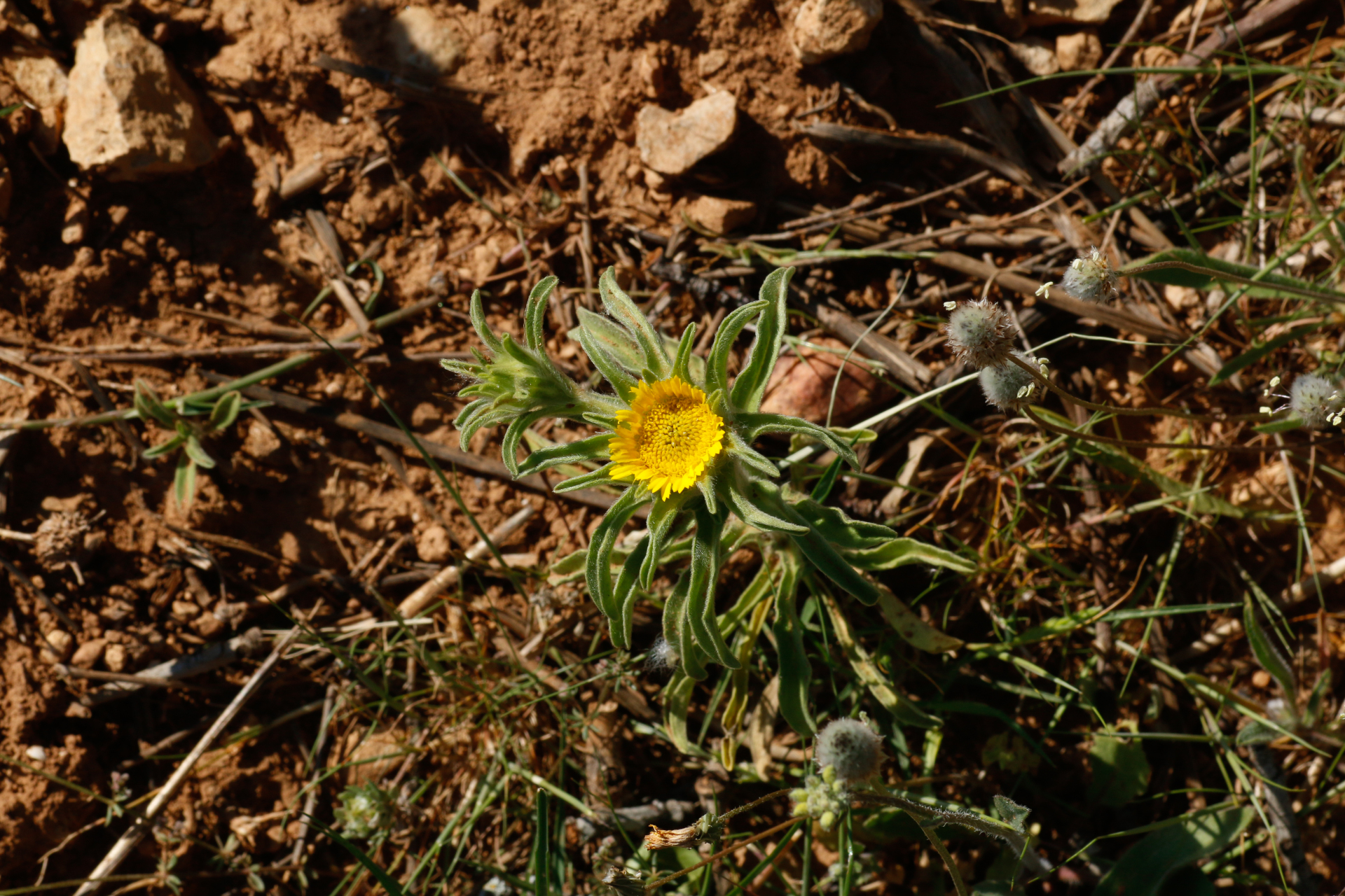 Asteriscus aquaticus (L.) Less. - Photo Bivouac Naturaliste