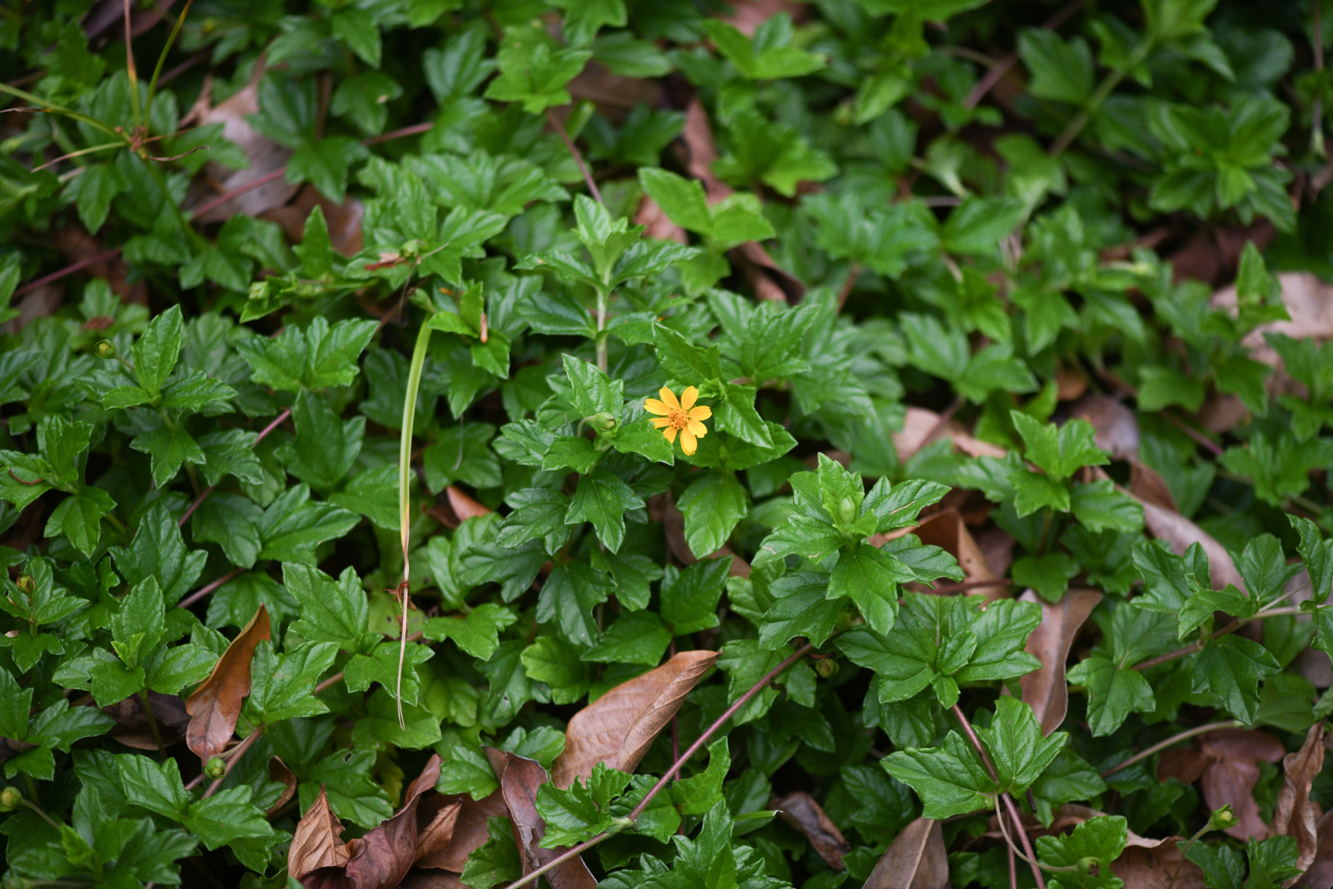 Sphagneticola trilobata (L.) Pruski - Photo Bivouac Naturaliste
