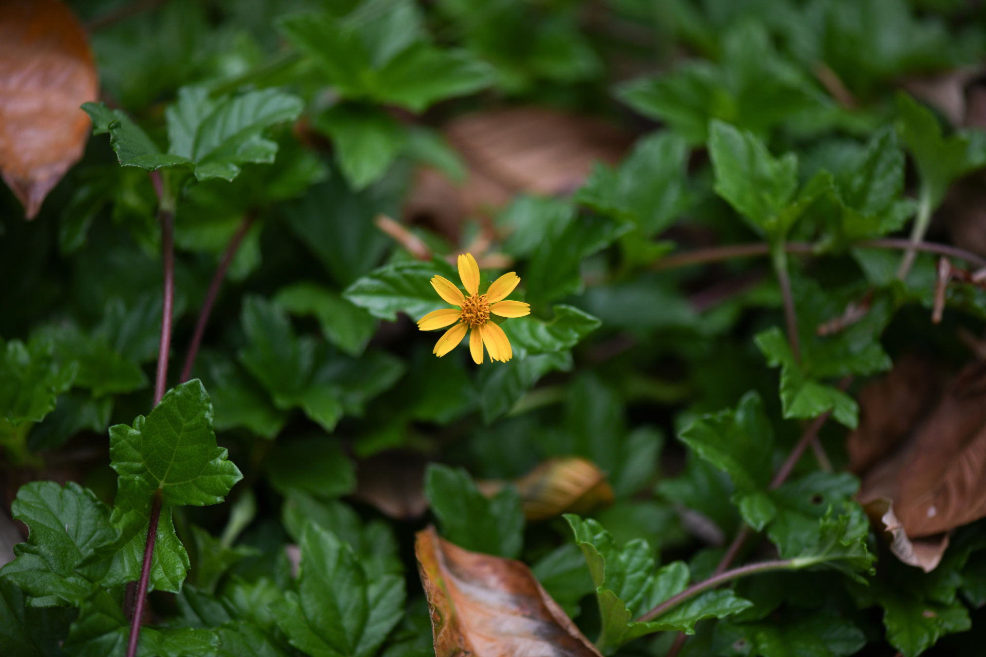 Sphagneticola trilobata (L.) Pruski - Photo Bivouac Naturaliste