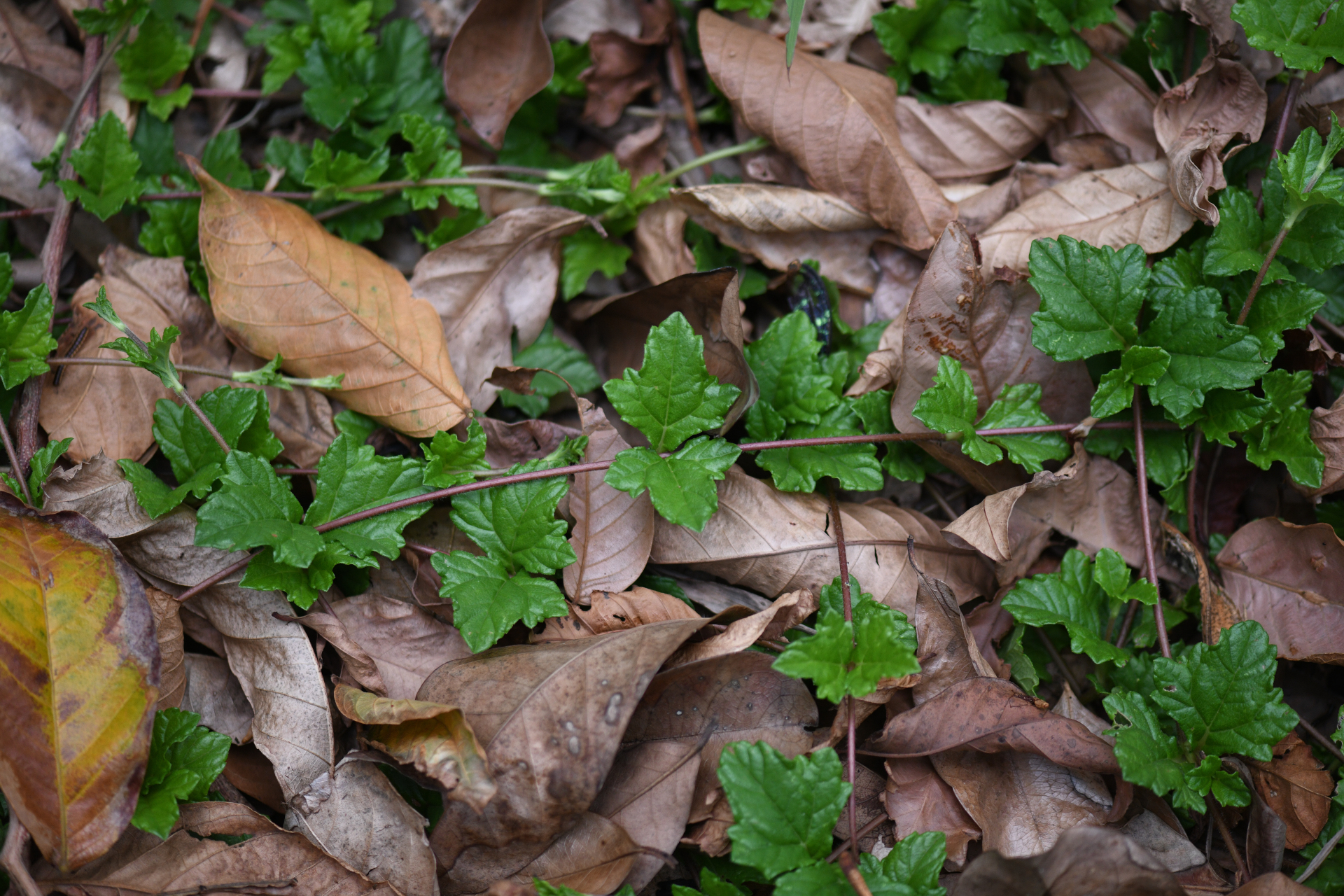 Sphagneticola trilobata (L.) Pruski - Photo Bivouac Naturaliste