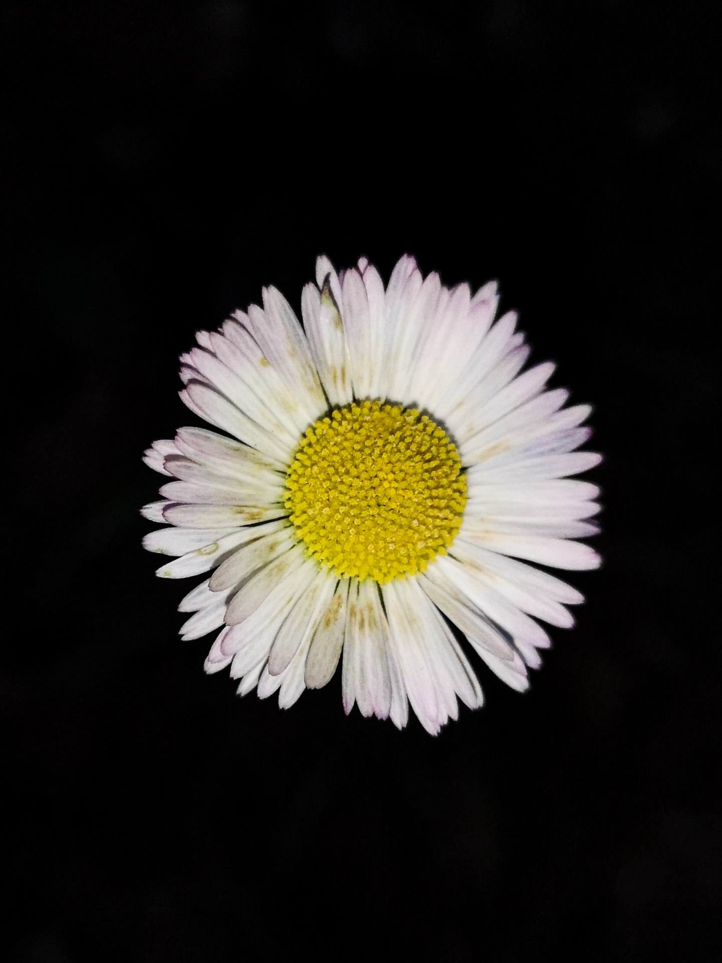 Bellis sylvestris Cirillo - Photo Bivouac Naturaliste