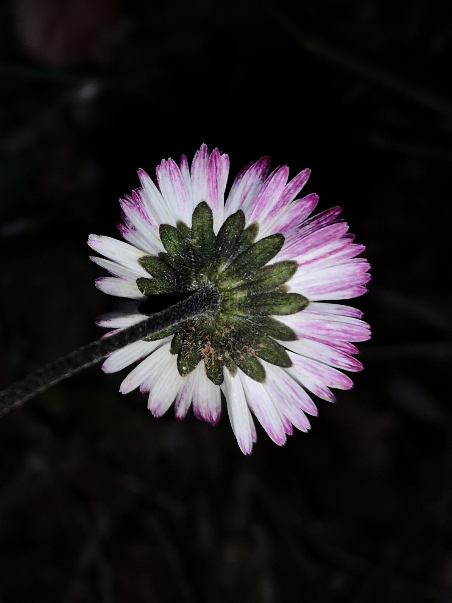 Bellis sylvestris Cirillo - Photo Bivouac Naturaliste