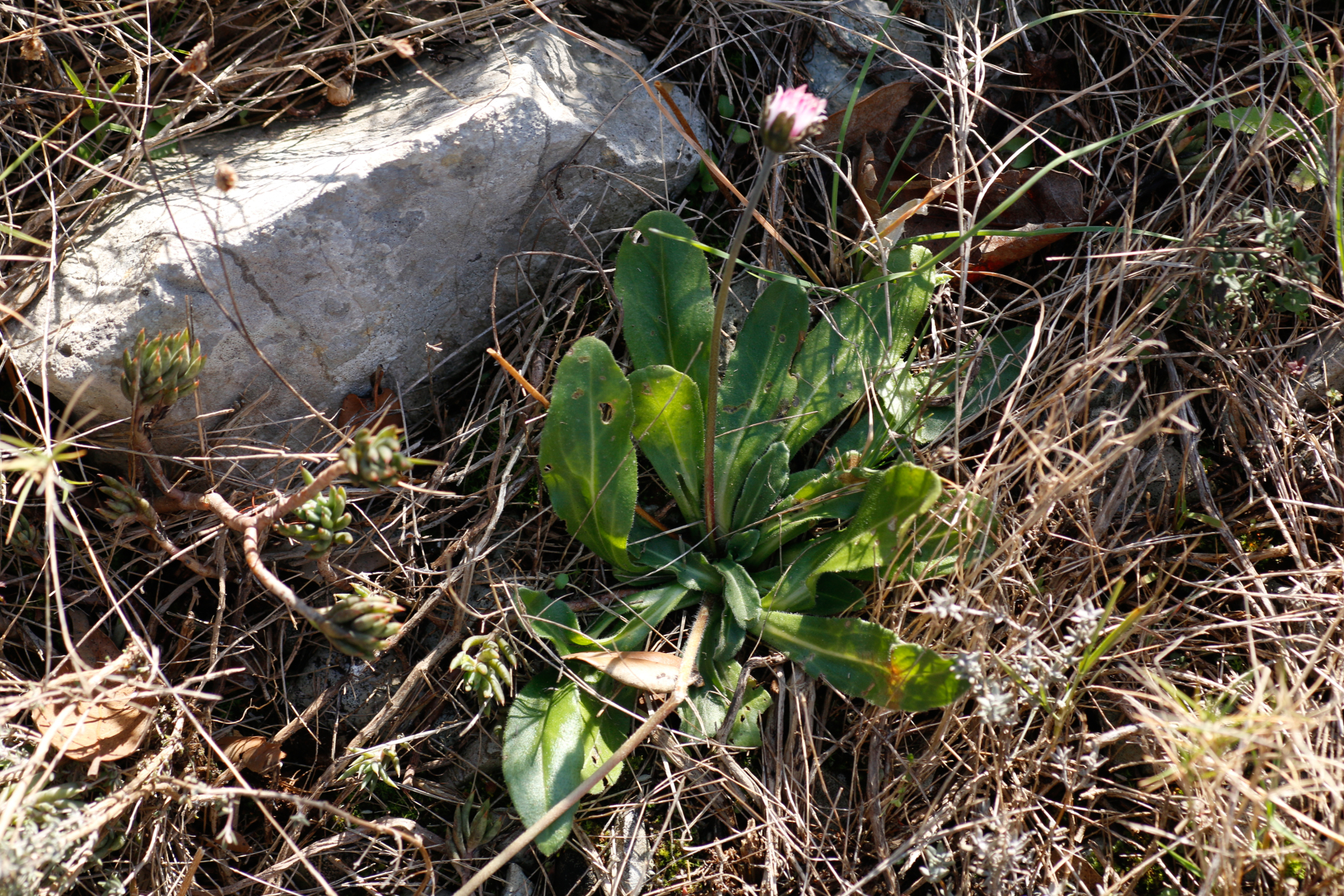 Bellis sylvestris Cirillo - Photo Bivouac Naturaliste