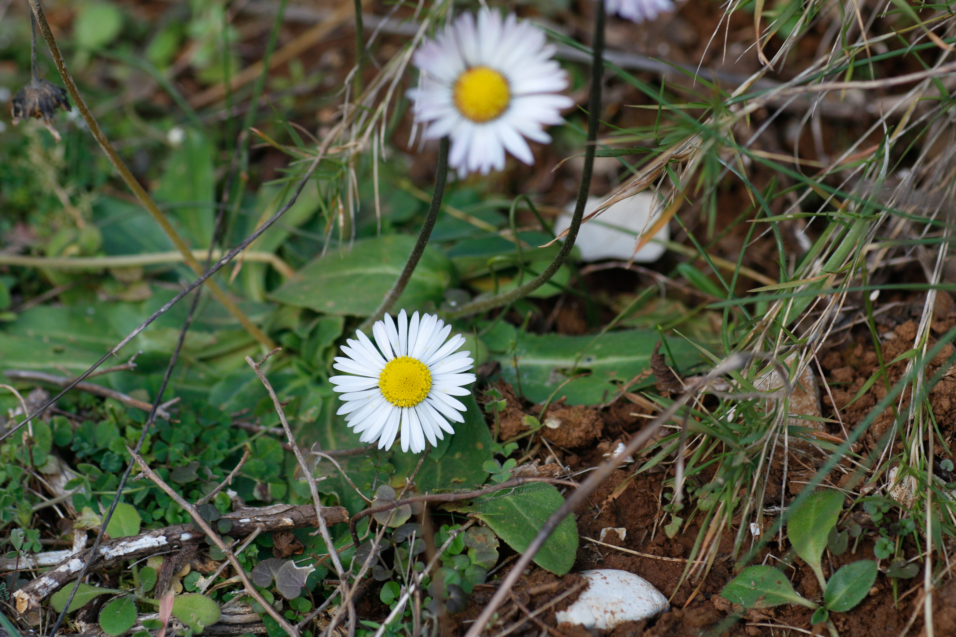 Bellis sylvestris Cirillo - Photo Bivouac Naturaliste