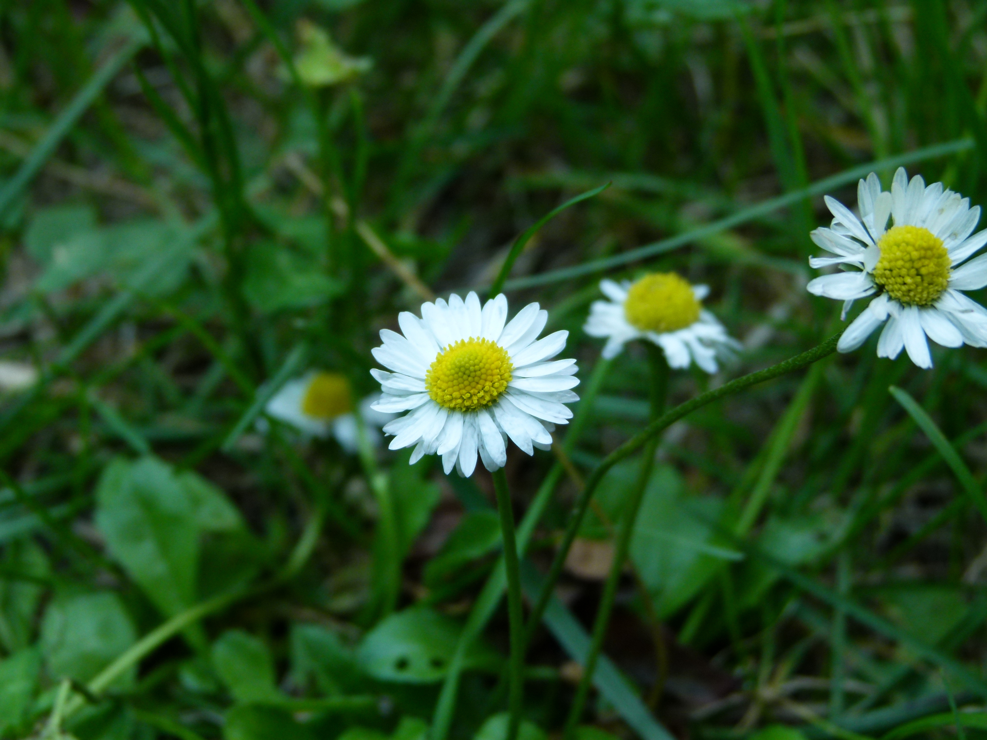 Bellis perennis L. - Photo Bivouac Naturaliste