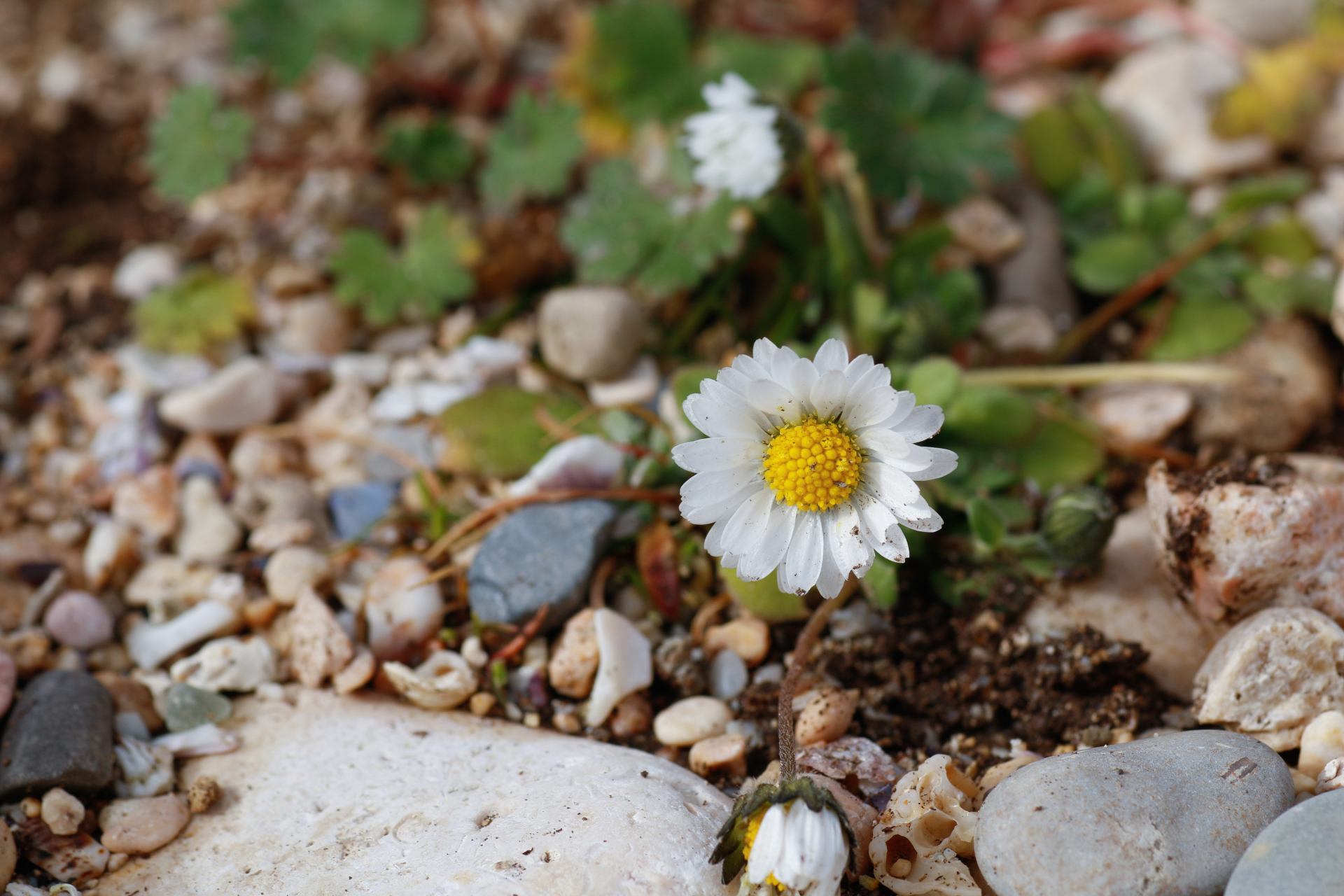 Bellis annua L. - Photo Bivouac Naturaliste