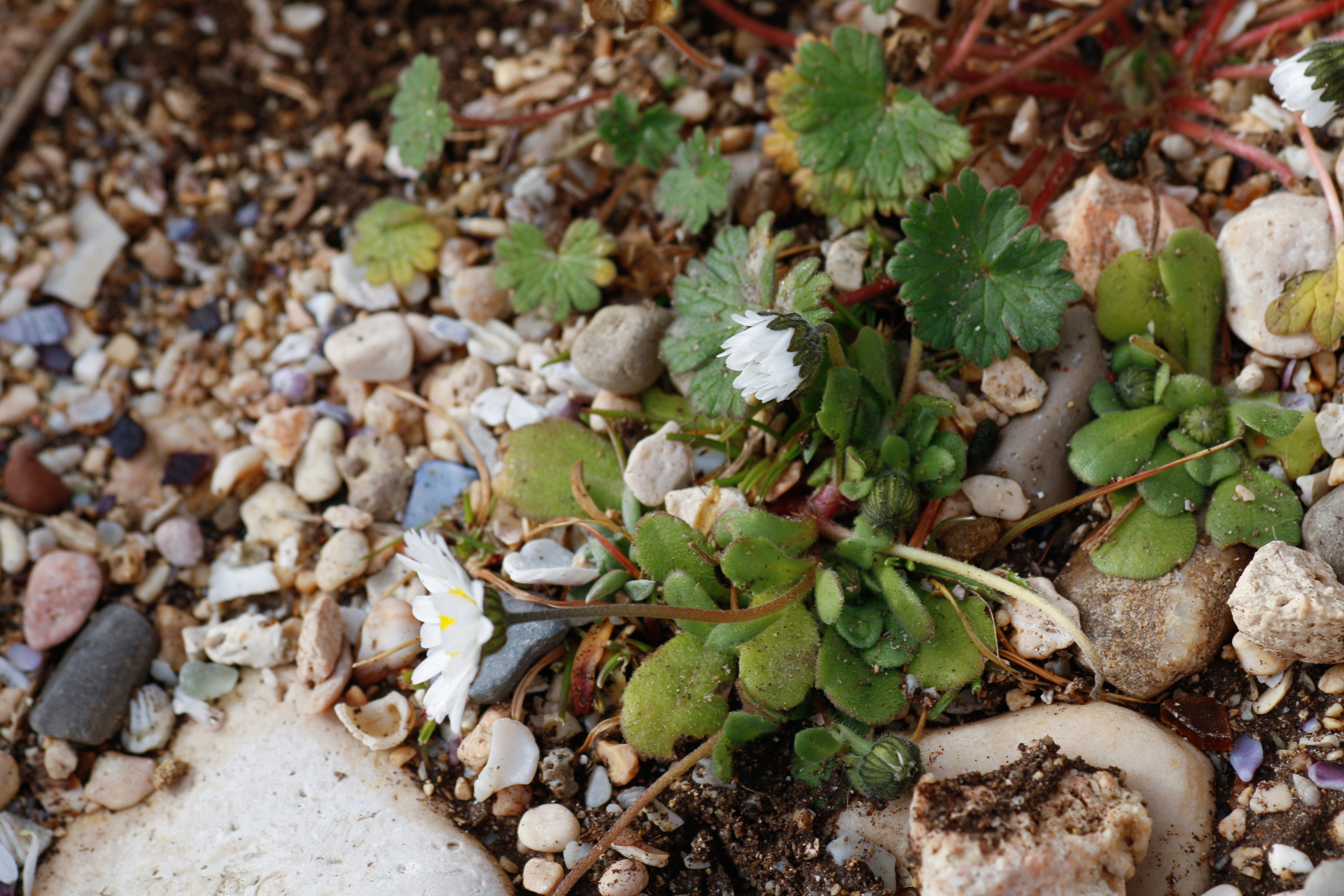Bellis annua L. - Photo Bivouac Naturaliste