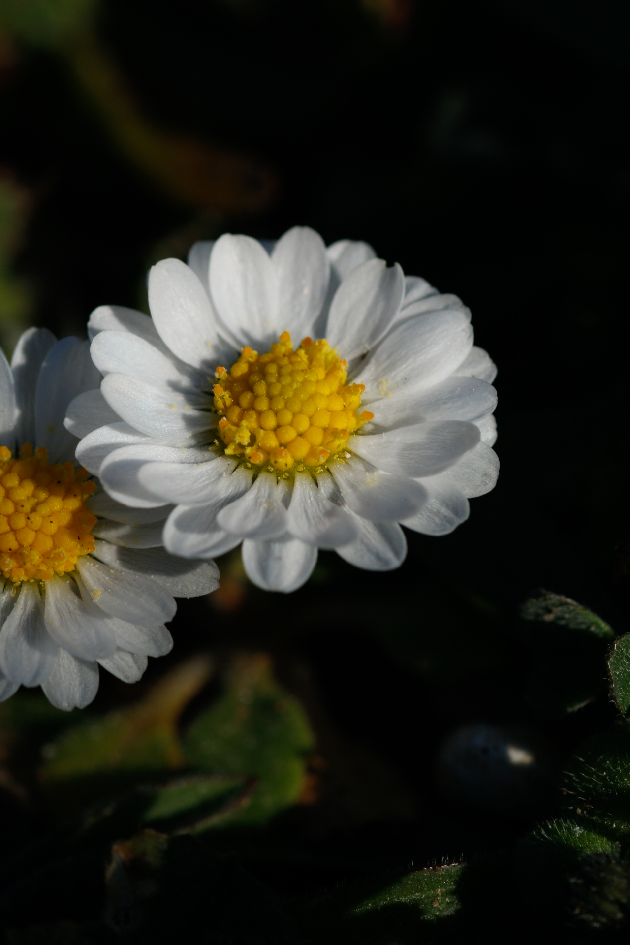 Bellis annua L. - Photo Bivouac Naturaliste